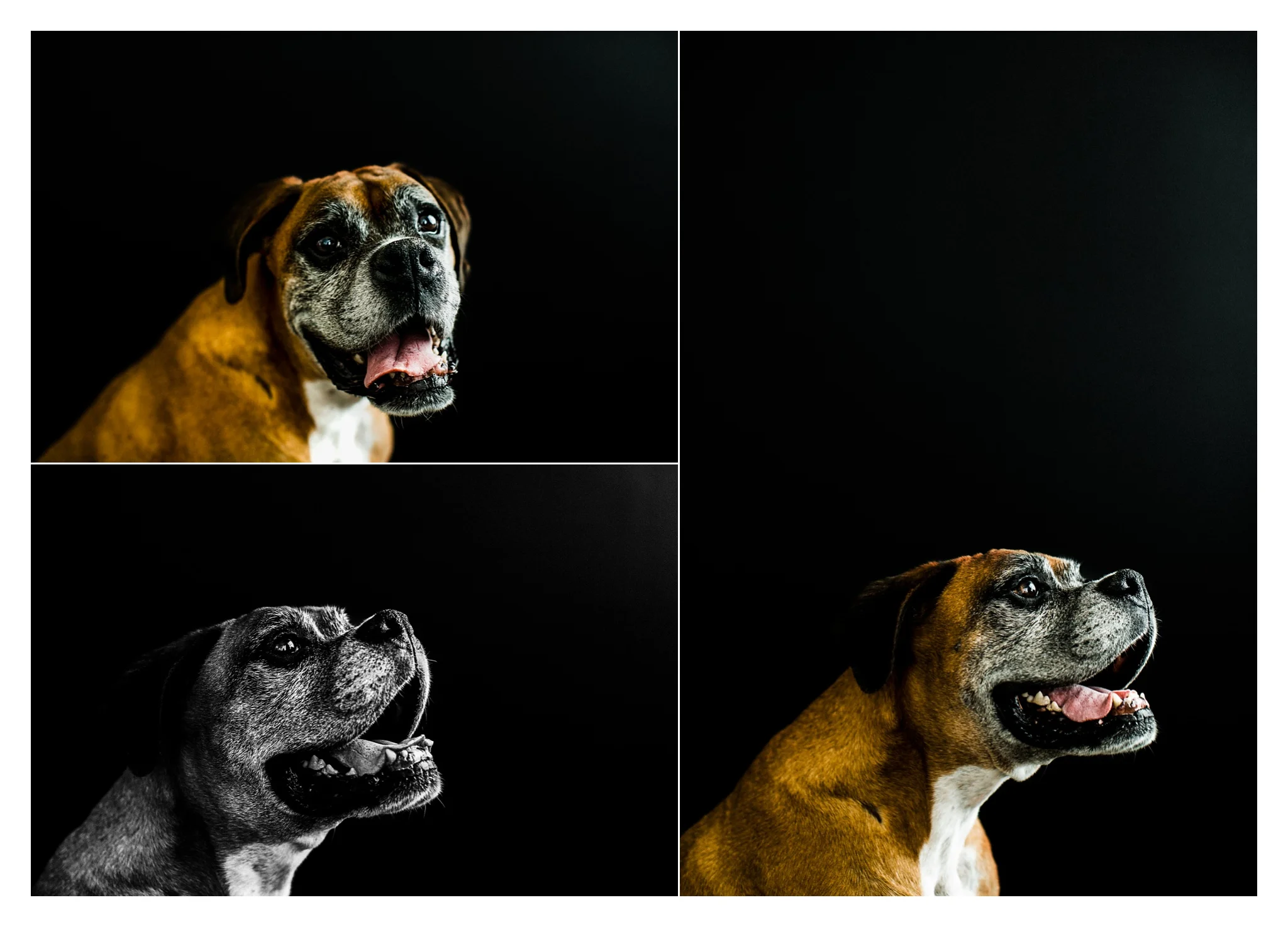 Pet Photography in Portland, Oregon Sommessa_2710.jpg