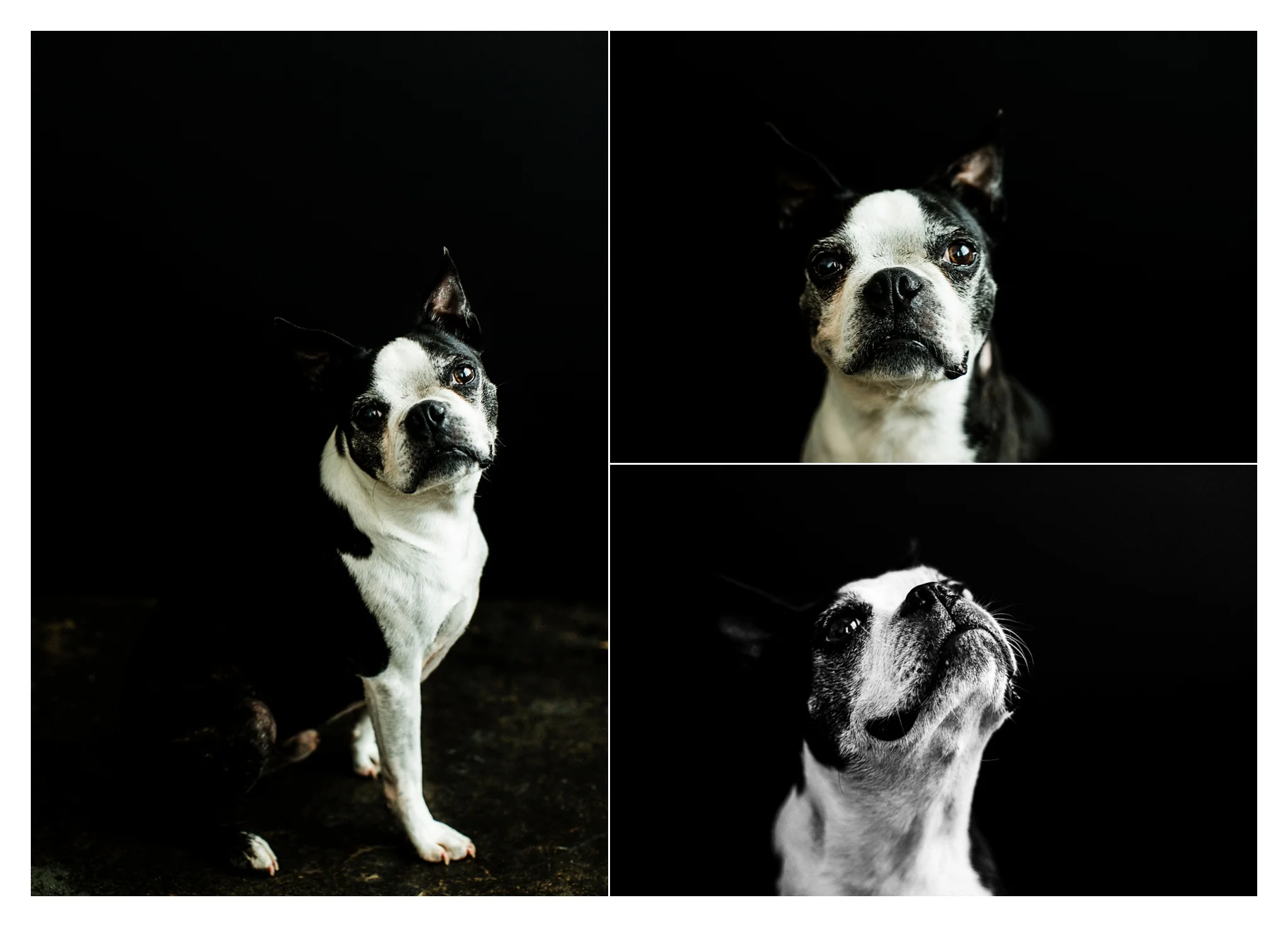 Pet Photography in Portland, Oregon Sommessa_2709.jpg