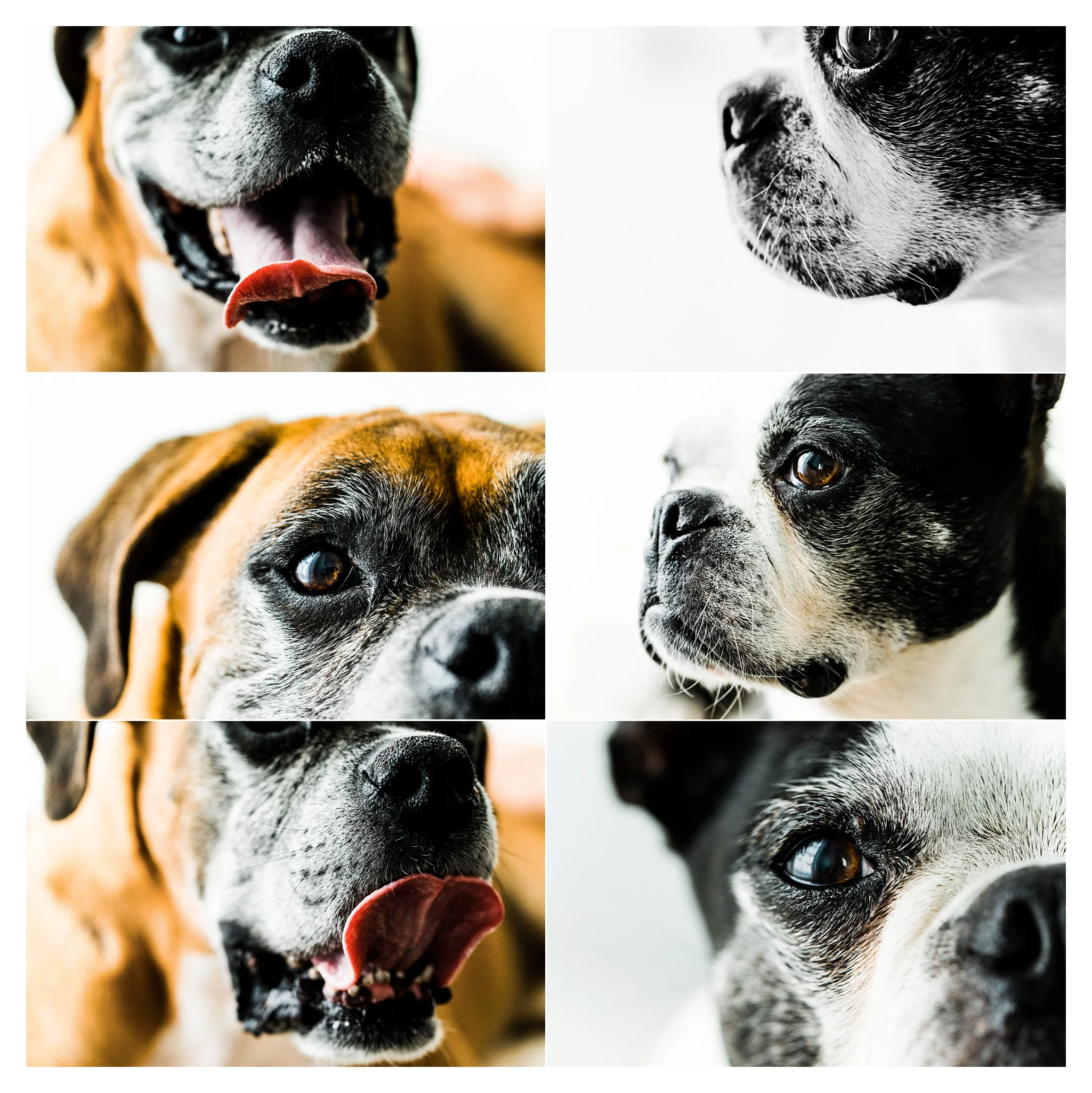 Pet Photography in Portland, Oregon Sommessa_2708.jpg