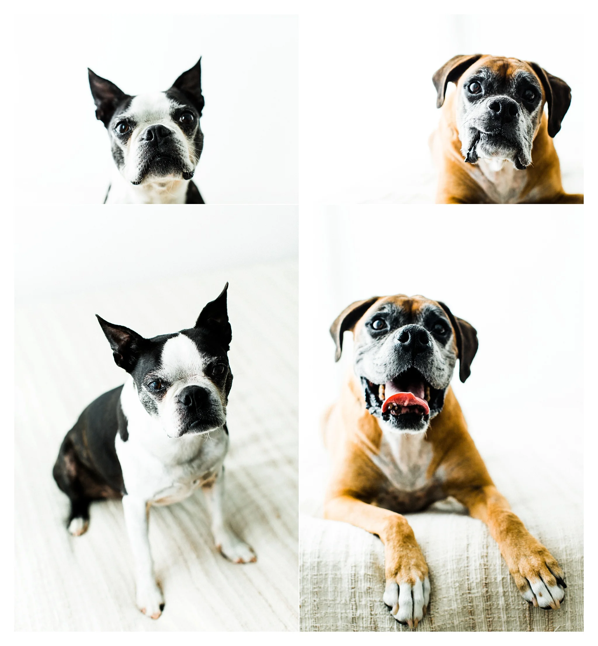 Pet Photography in Portland, Oregon Sommessa_2707.jpg