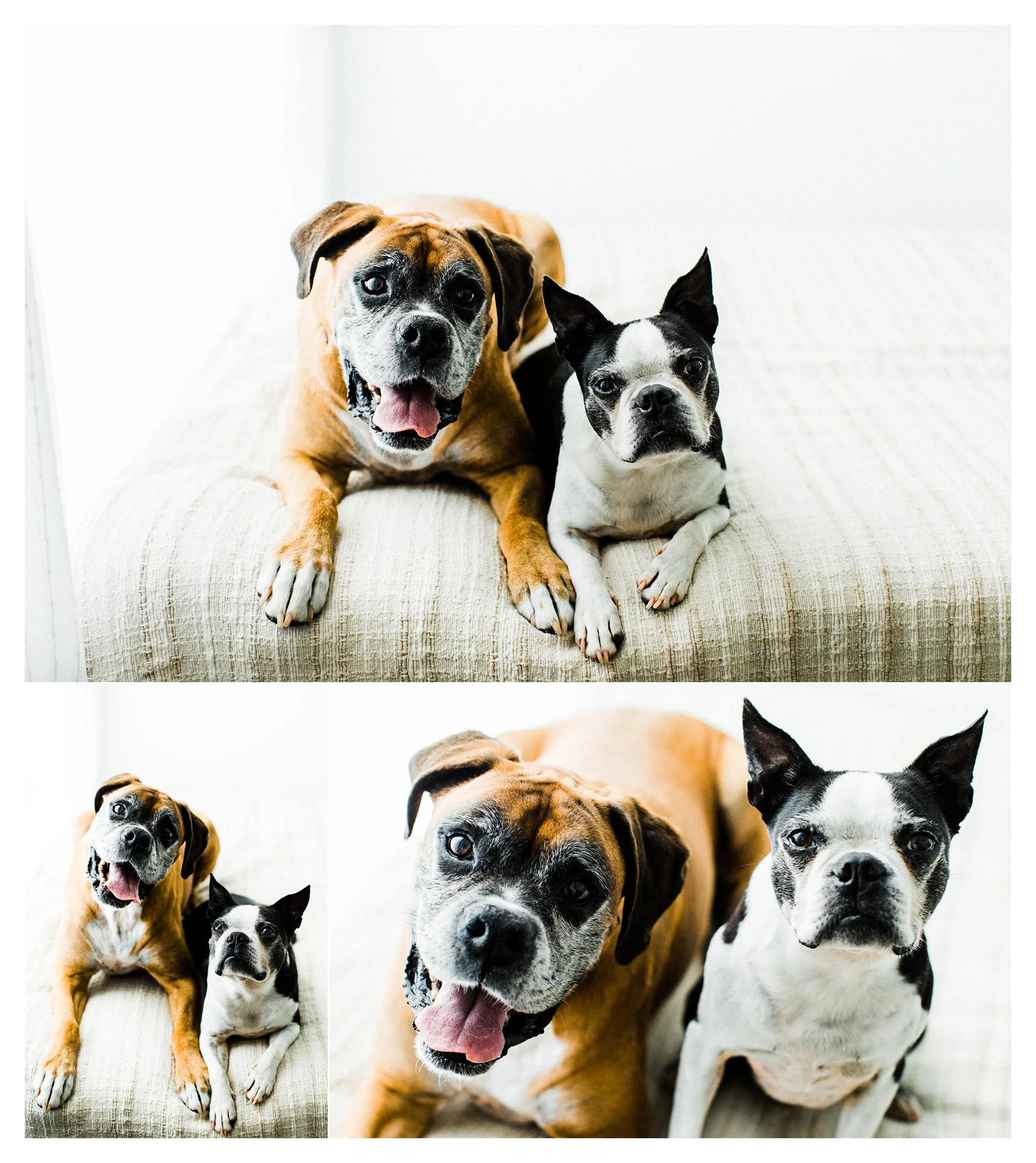 Pet Photography in Portland, Oregon Sommessa_2706.jpg