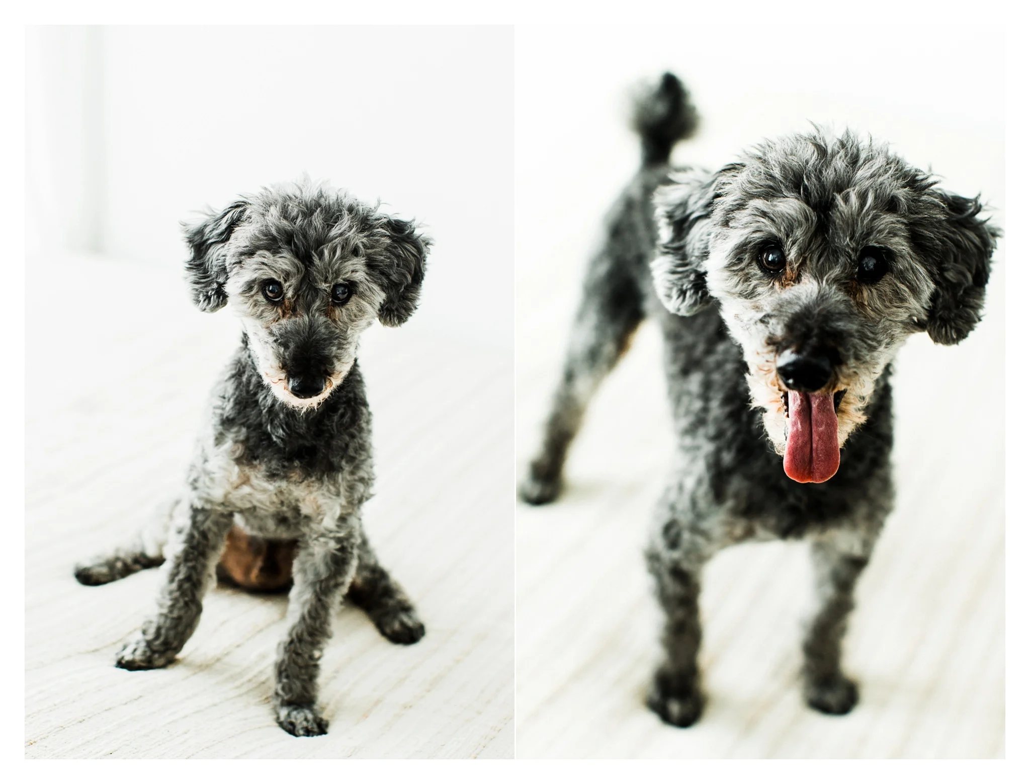 Pet Photography in Portland, Oregon Sommessa_2717.jpg