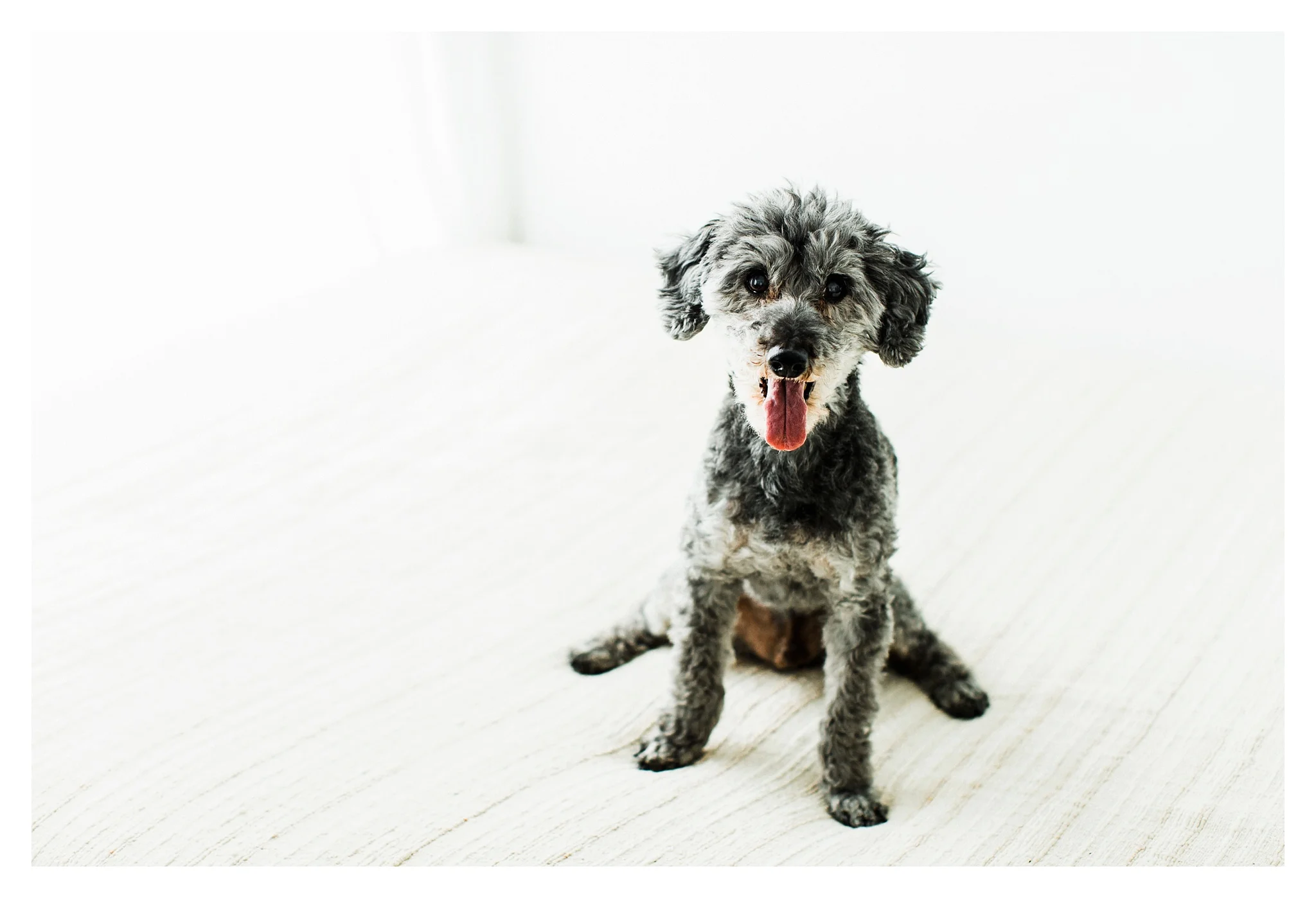 Pet Photography in Portland, Oregon Sommessa_2716.jpg