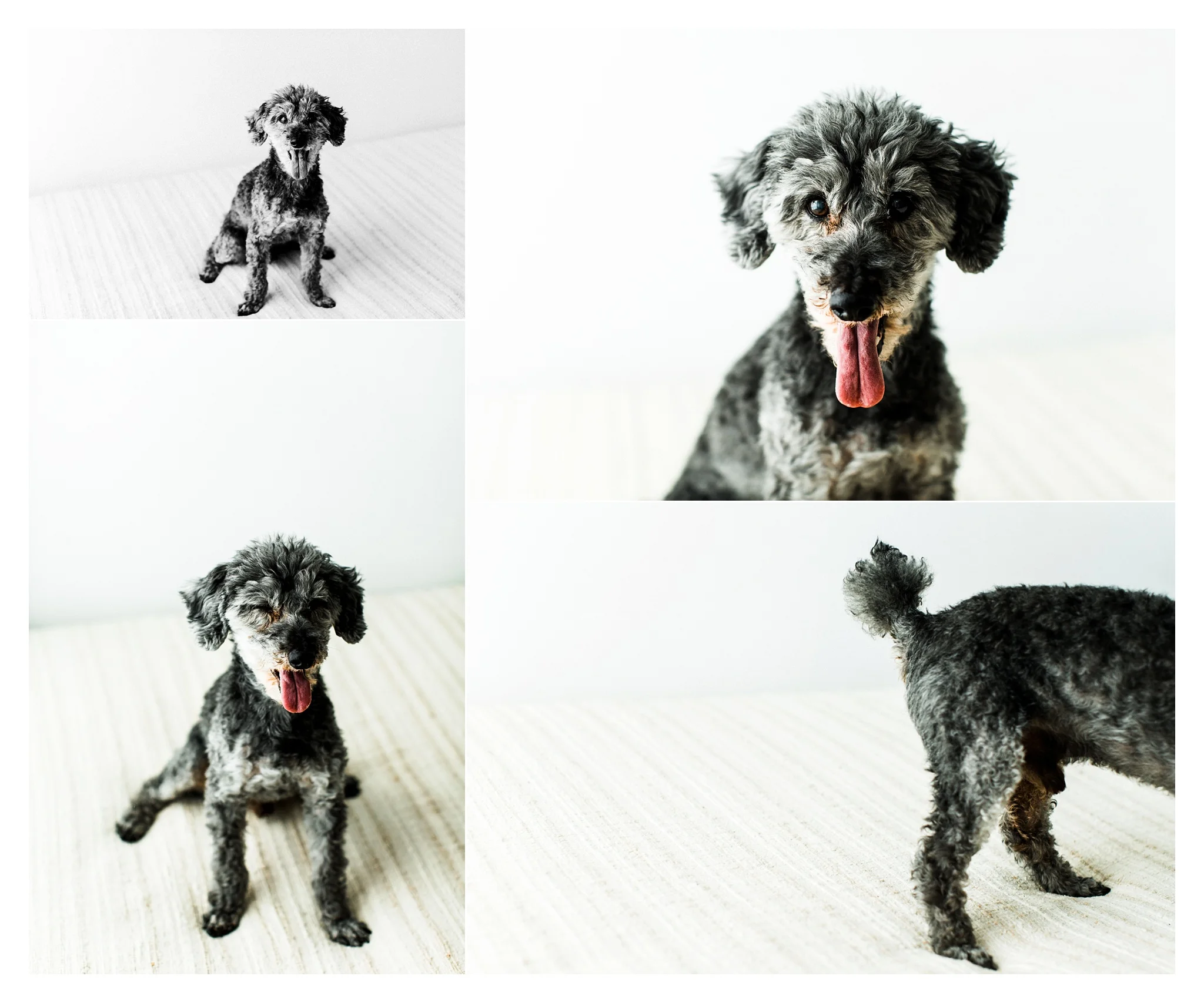 Pet Photography in Portland, Oregon Sommessa_2715.jpg