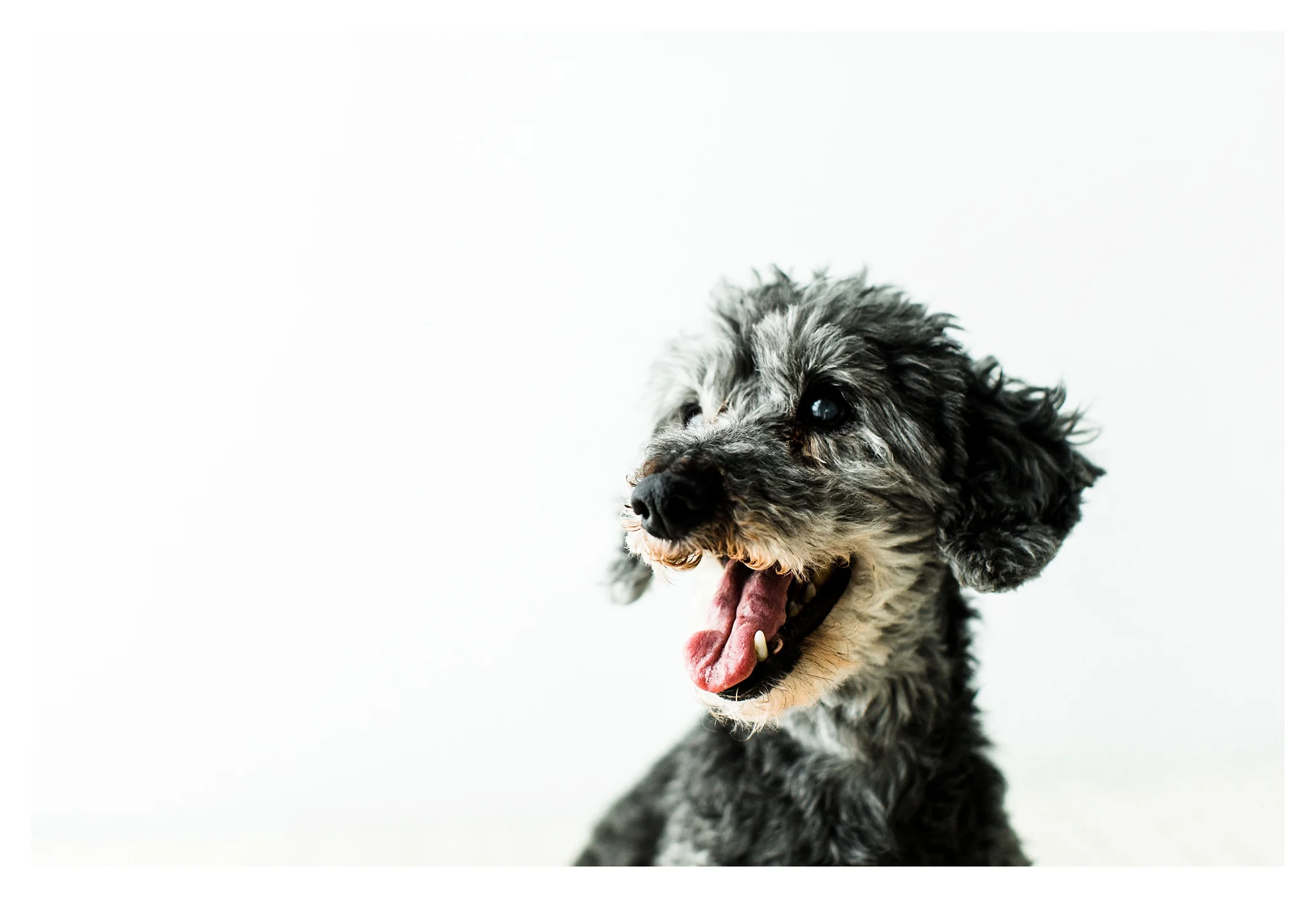 Pet Photography in Portland, Oregon Sommessa_2714.jpg
