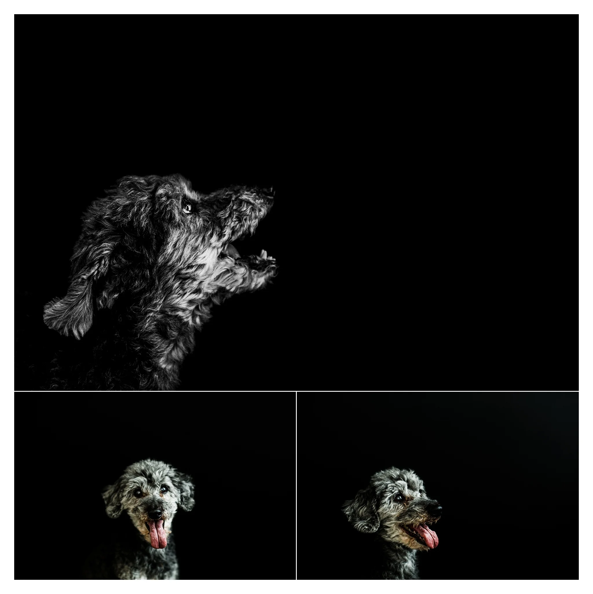 Pet Photography in Portland, Oregon Sommessa_2713.jpg