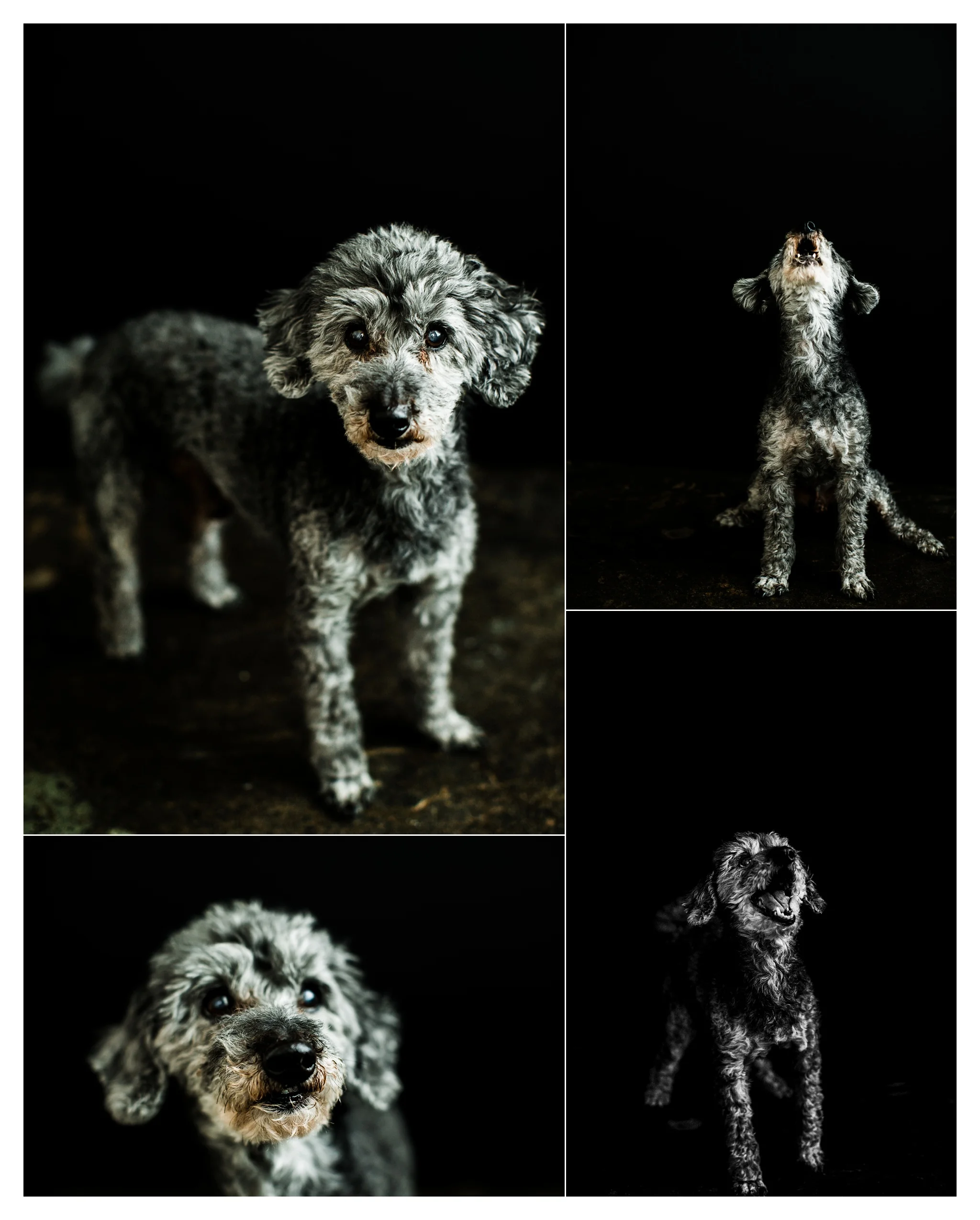 Pet Photography in Portland, Oregon Sommessa_2712.jpg