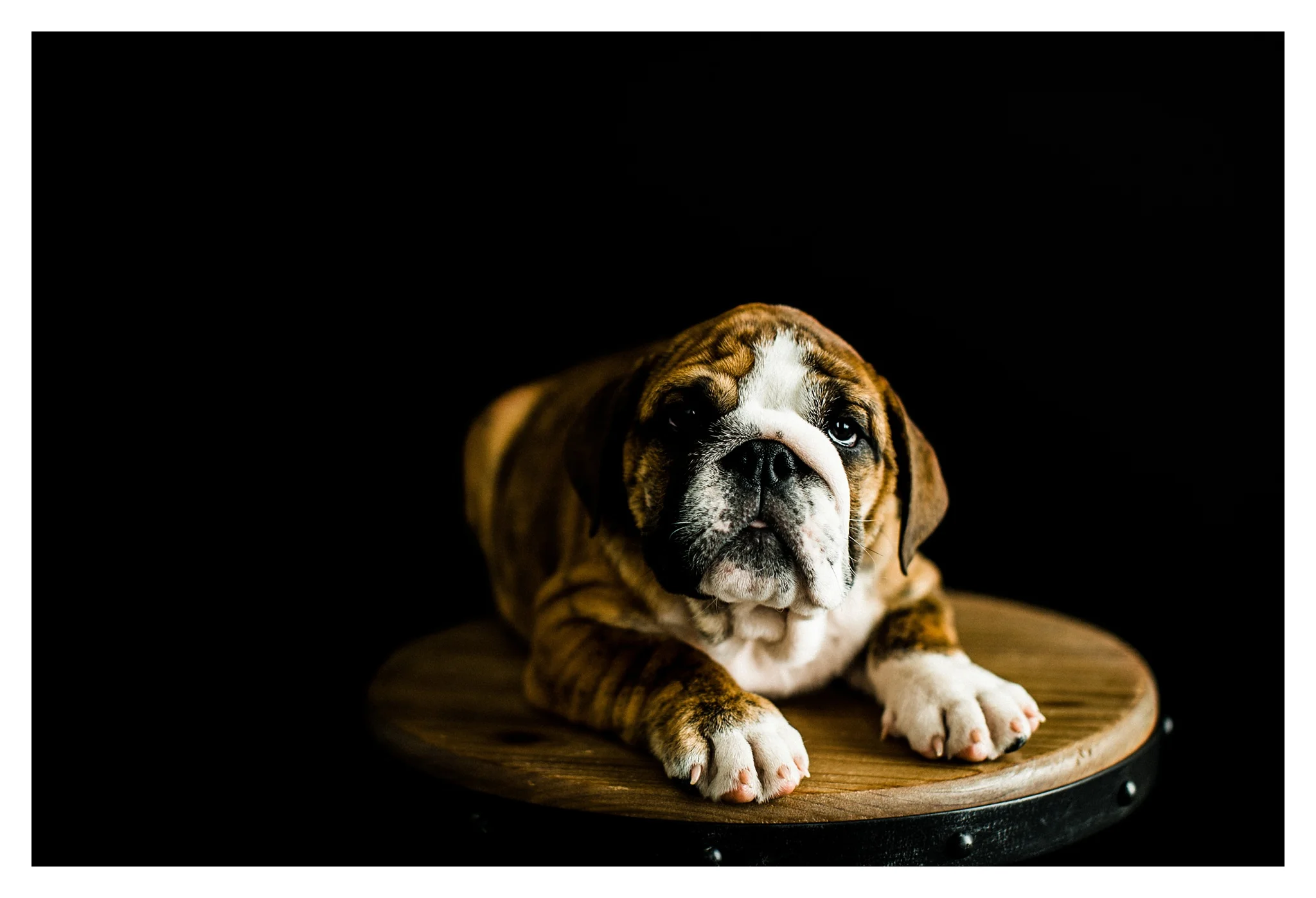 Pet Photography in Portland, Oregon Sommessa_2719.jpg