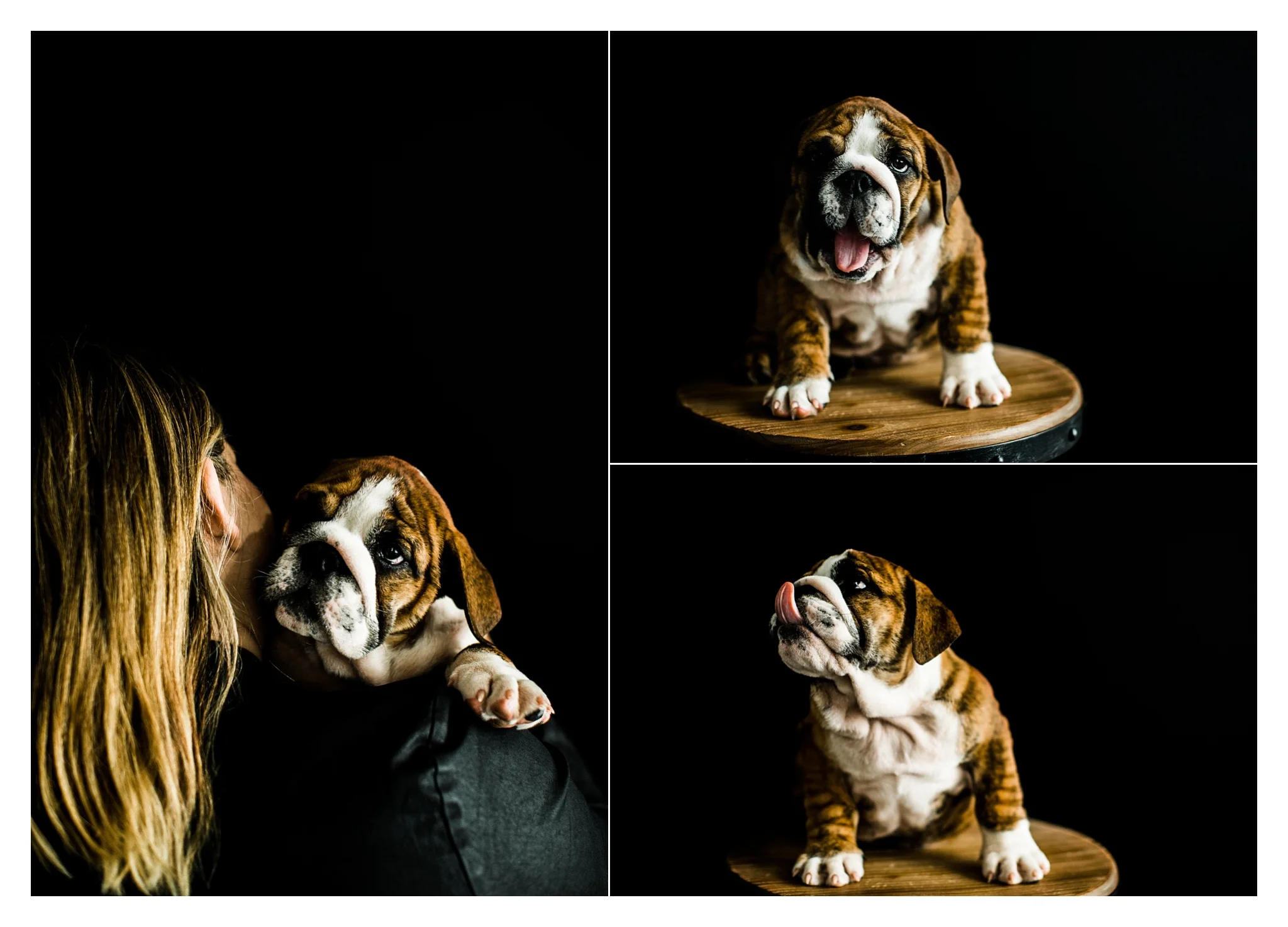 Pet Photography in Portland, Oregon Sommessa_2720.jpg