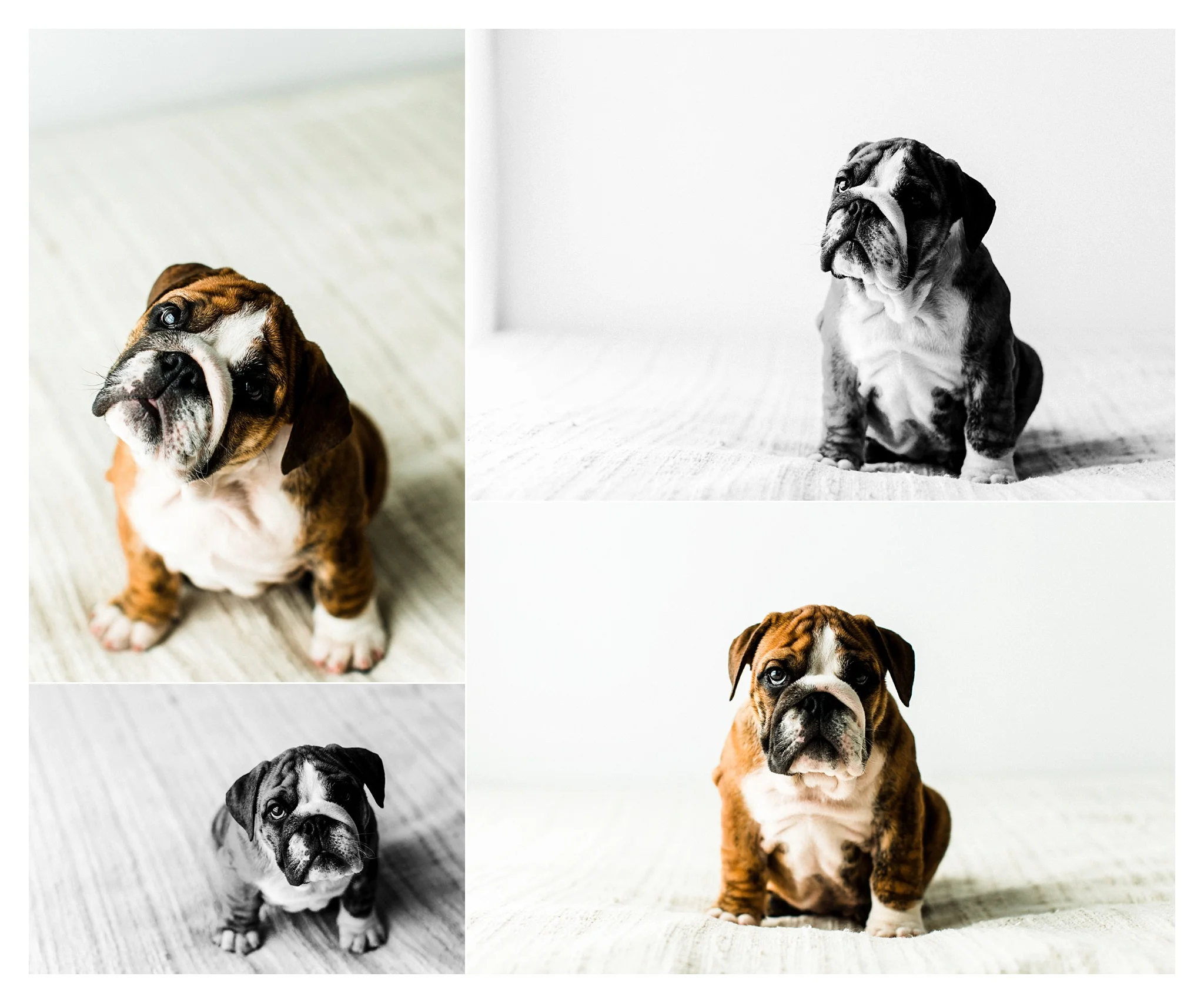 Pet Photography in Portland, Oregon Sommessa_2722.jpg