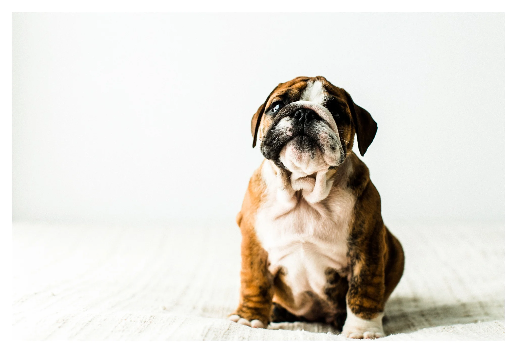 Pet Photography in Portland, Oregon Sommessa_2723.jpg