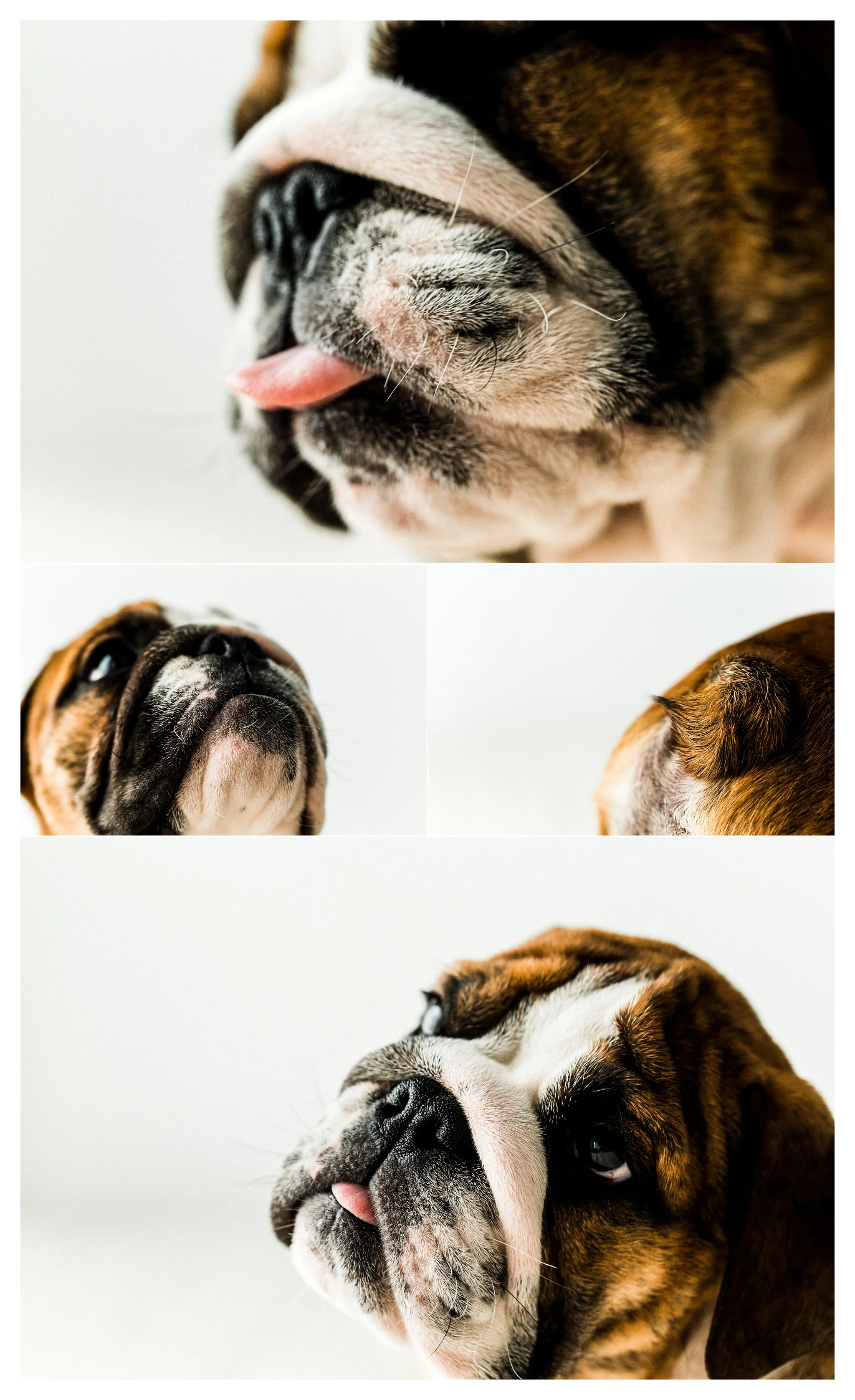 Pet Photography in Portland, Oregon Sommessa_2721.jpg