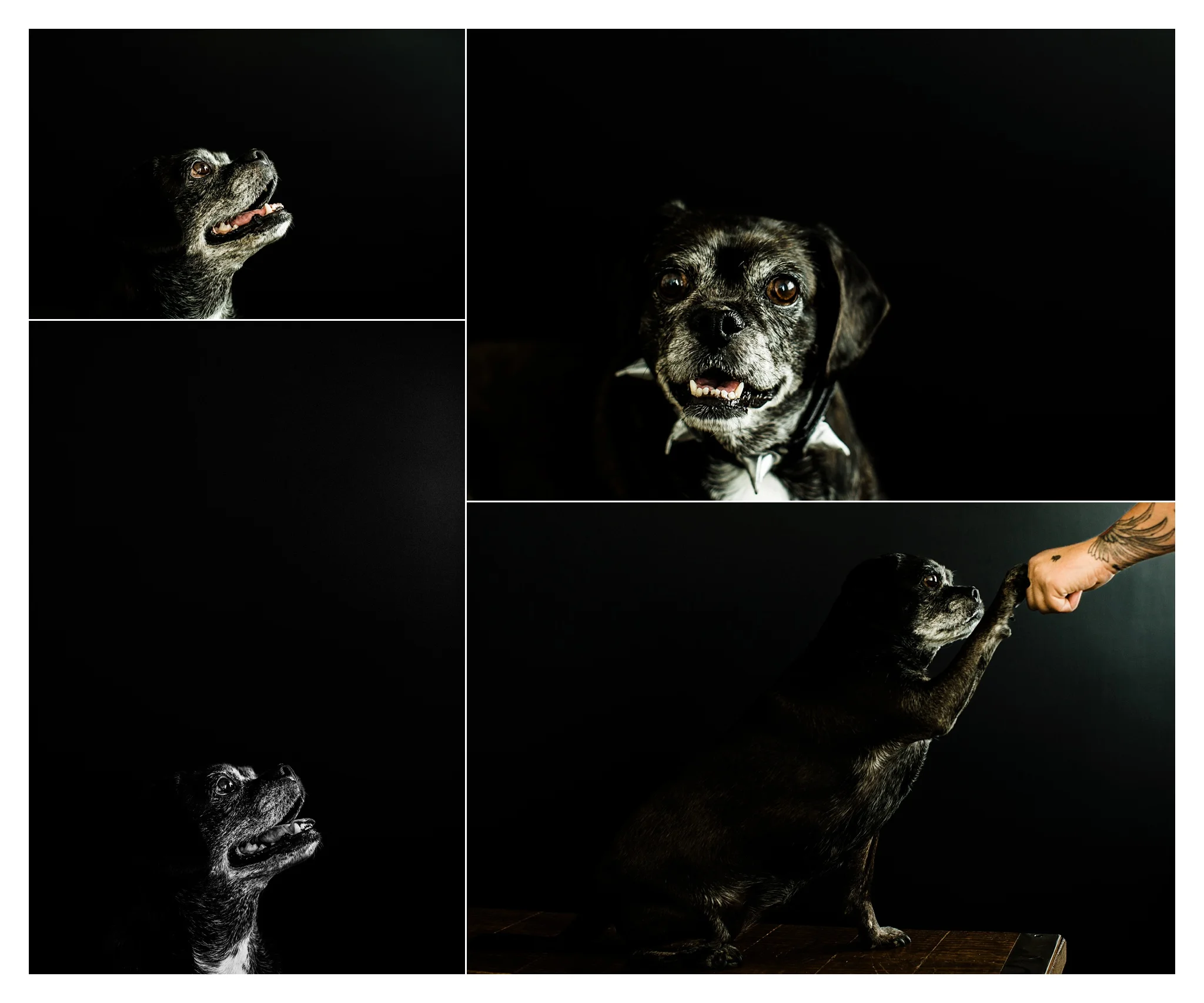 Pet Photography in Portland, Oregon Sommessa_2728.jpg