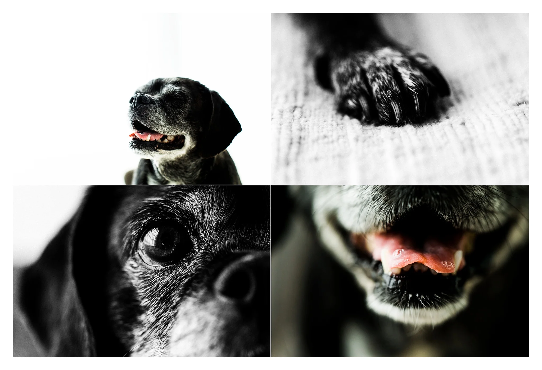 Pet Photography in Portland, Oregon Sommessa_2727.jpg