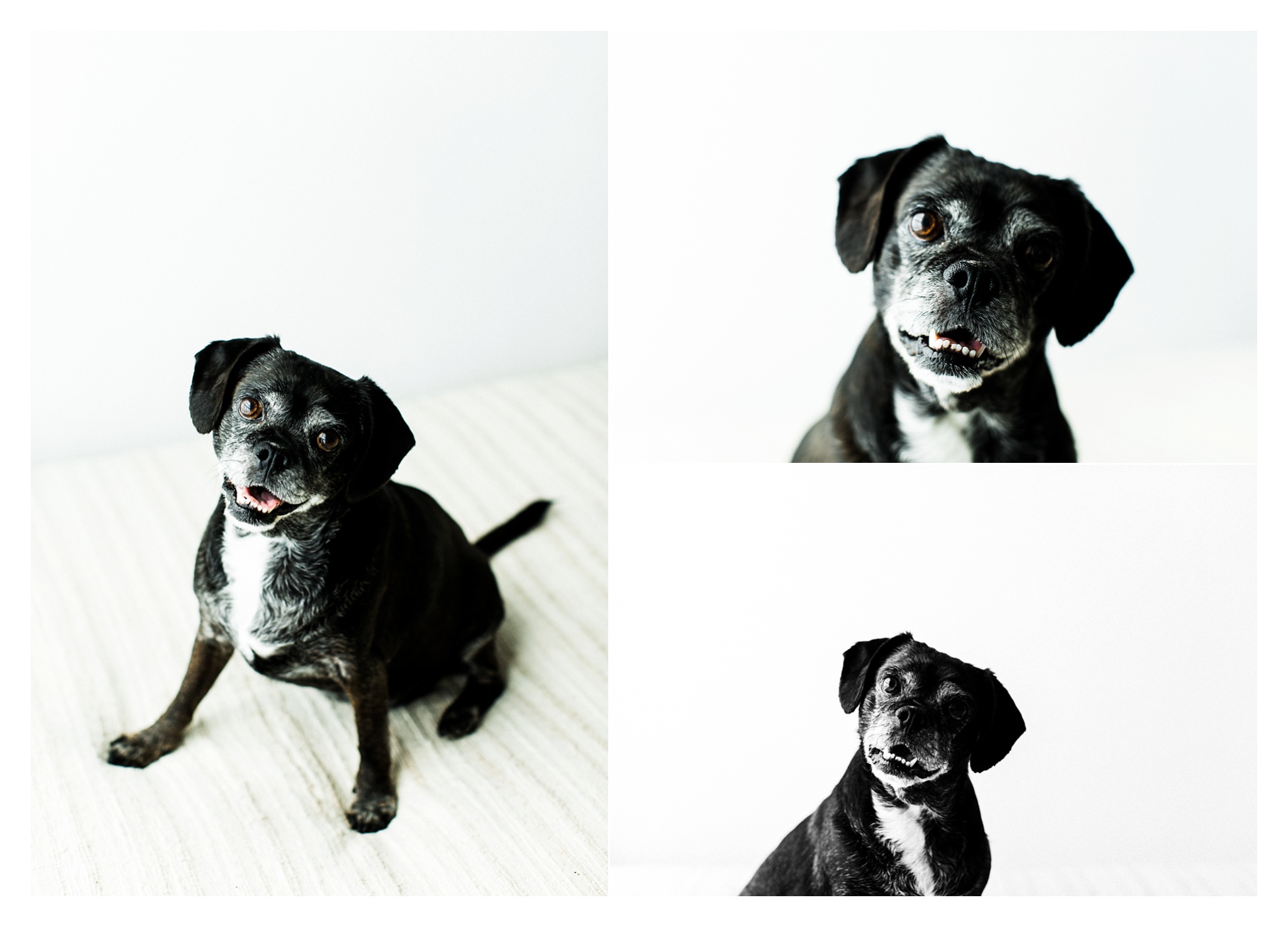 Pet Photography in Portland, Oregon Sommessa_2725.jpg