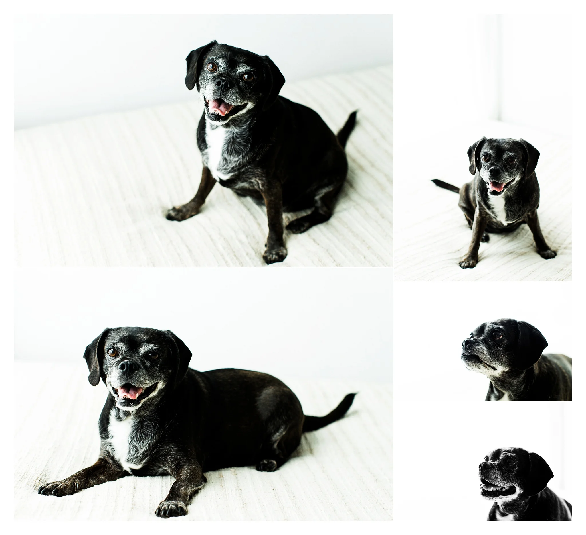 Pet Photography in Portland, Oregon Sommessa_2726.jpg