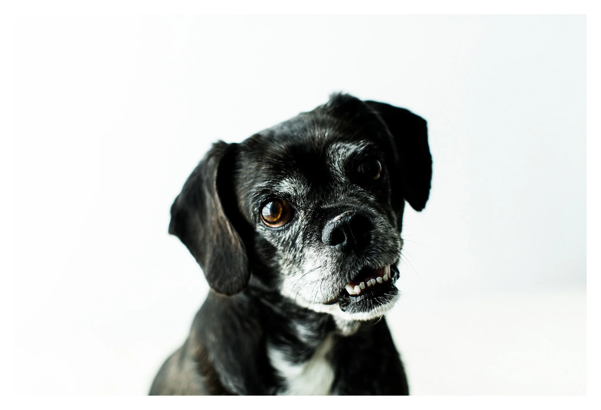 Pet Photography in Portland, Oregon Sommessa_2724.jpg