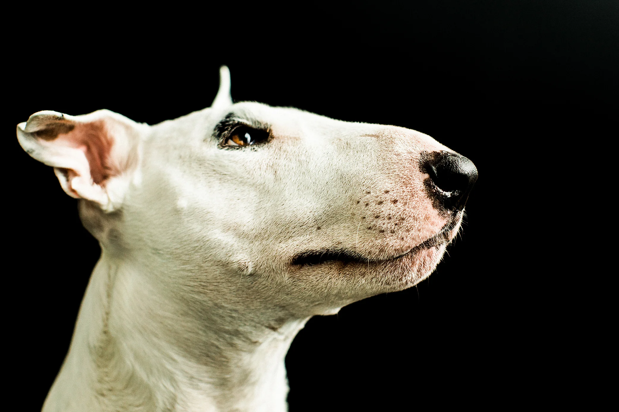 Copy of Copy of PNW Critter Photography | Pet Photography Portland Oregon (Copy)