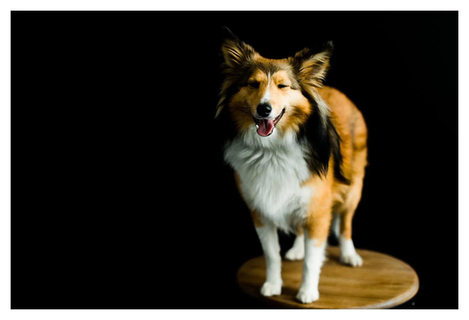 Pet_Photographer_Portland_Oregon_0003.jpg