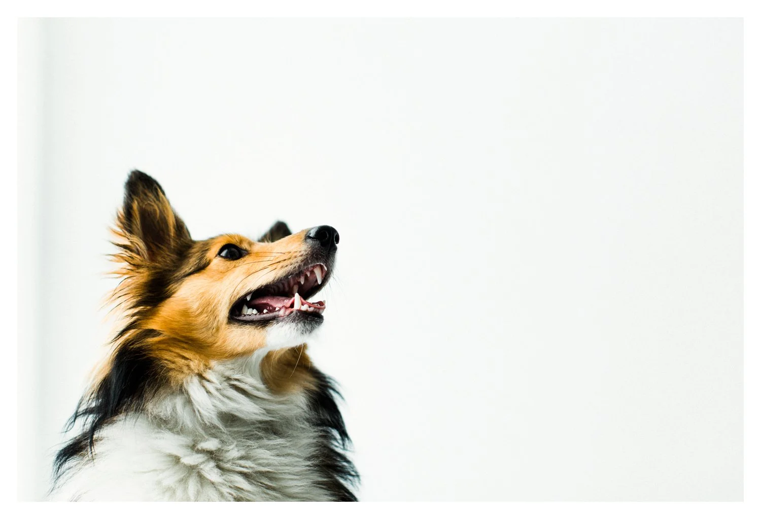 Pet_Photographer_Portland_Oregon_0005.jpg