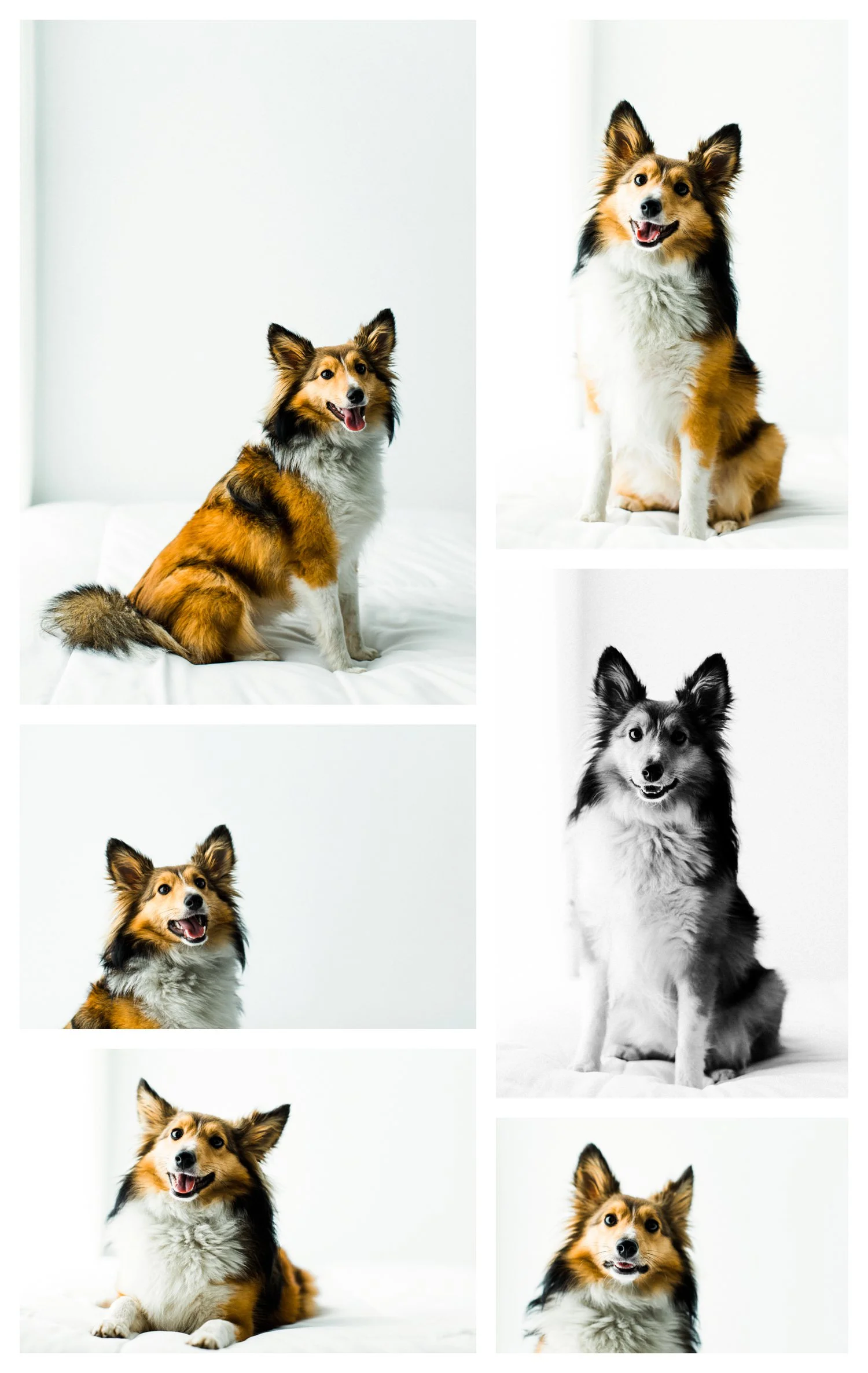 Pet_Photographer_Portland_Oregon_0004.jpg