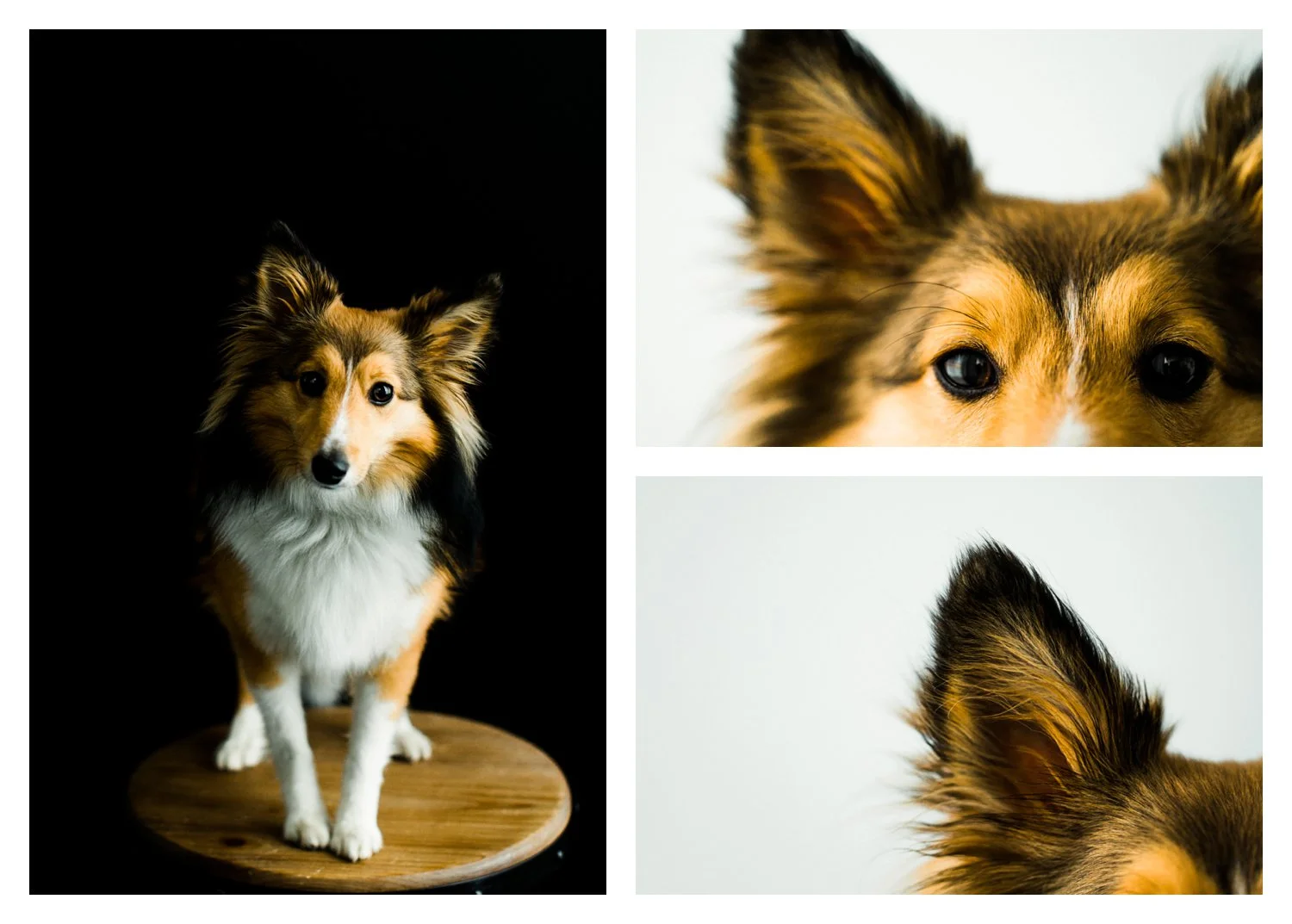Pet_Photographer_Portland_Oregon_0006.jpg