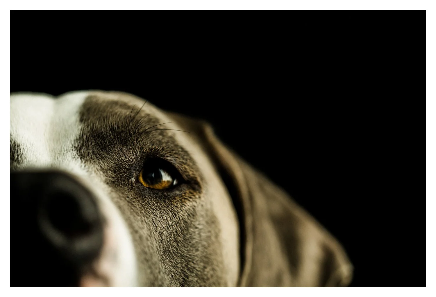 Pet_Photographer_Portland_Oregon_0007.jpg