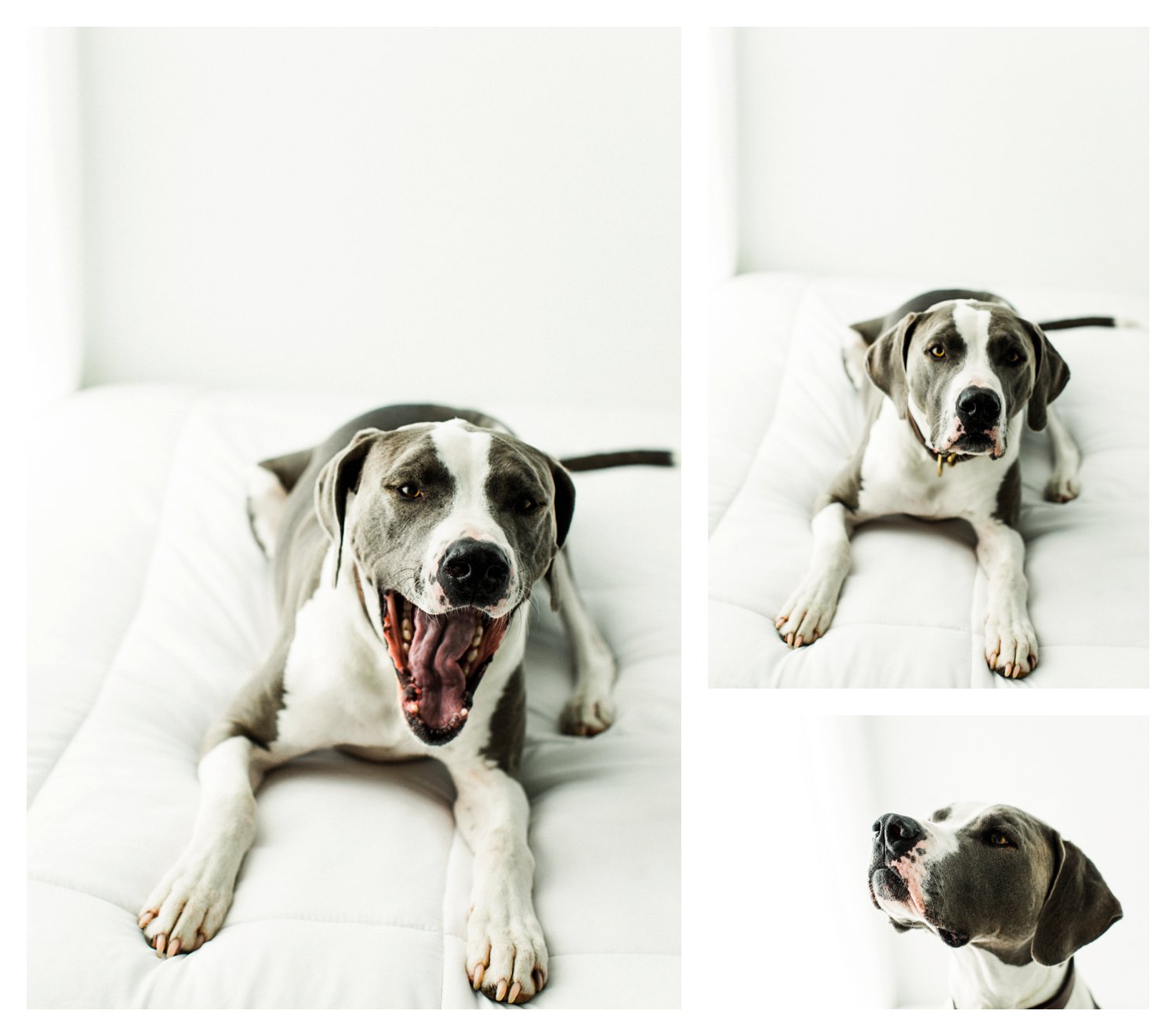 Pet_Photographer_Portland_Oregon_0008.jpg