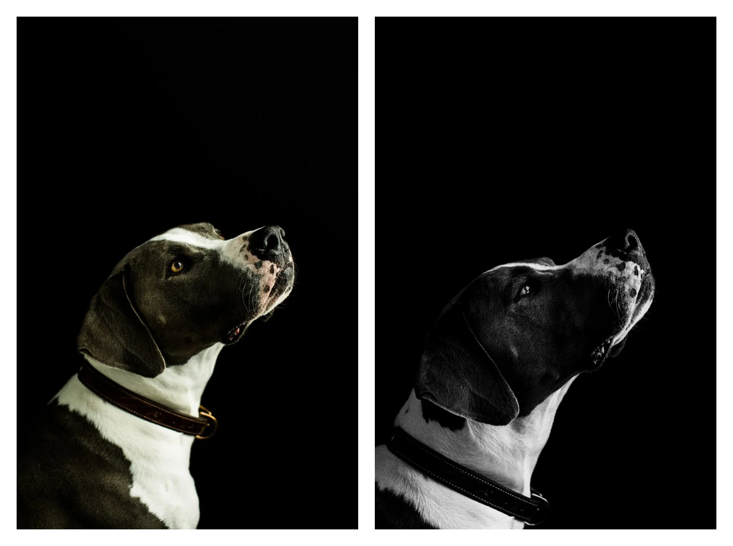 Pet_Photographer_Portland_Oregon_0009.jpg