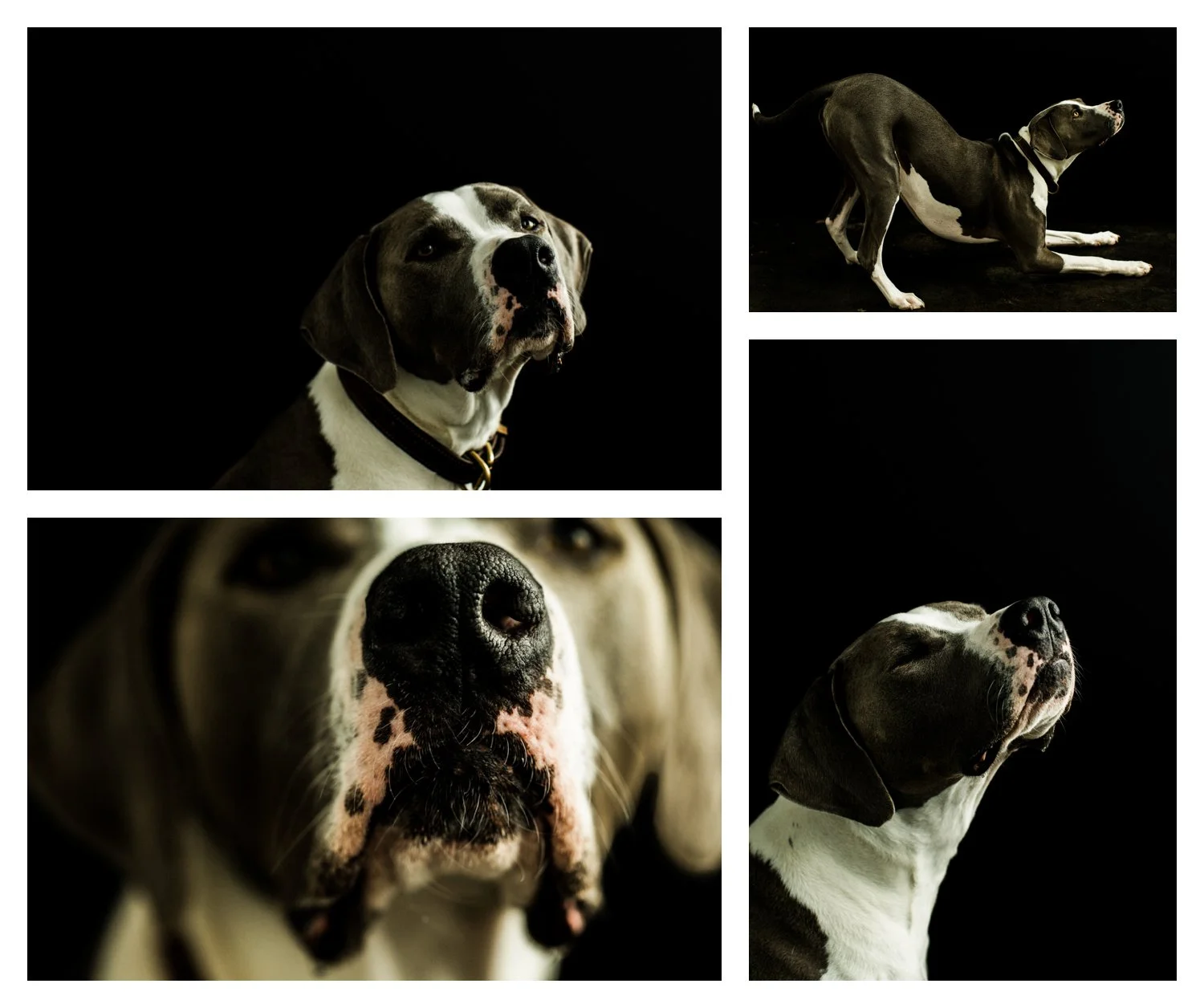 Pet_Photographer_Portland_Oregon_0010.jpg