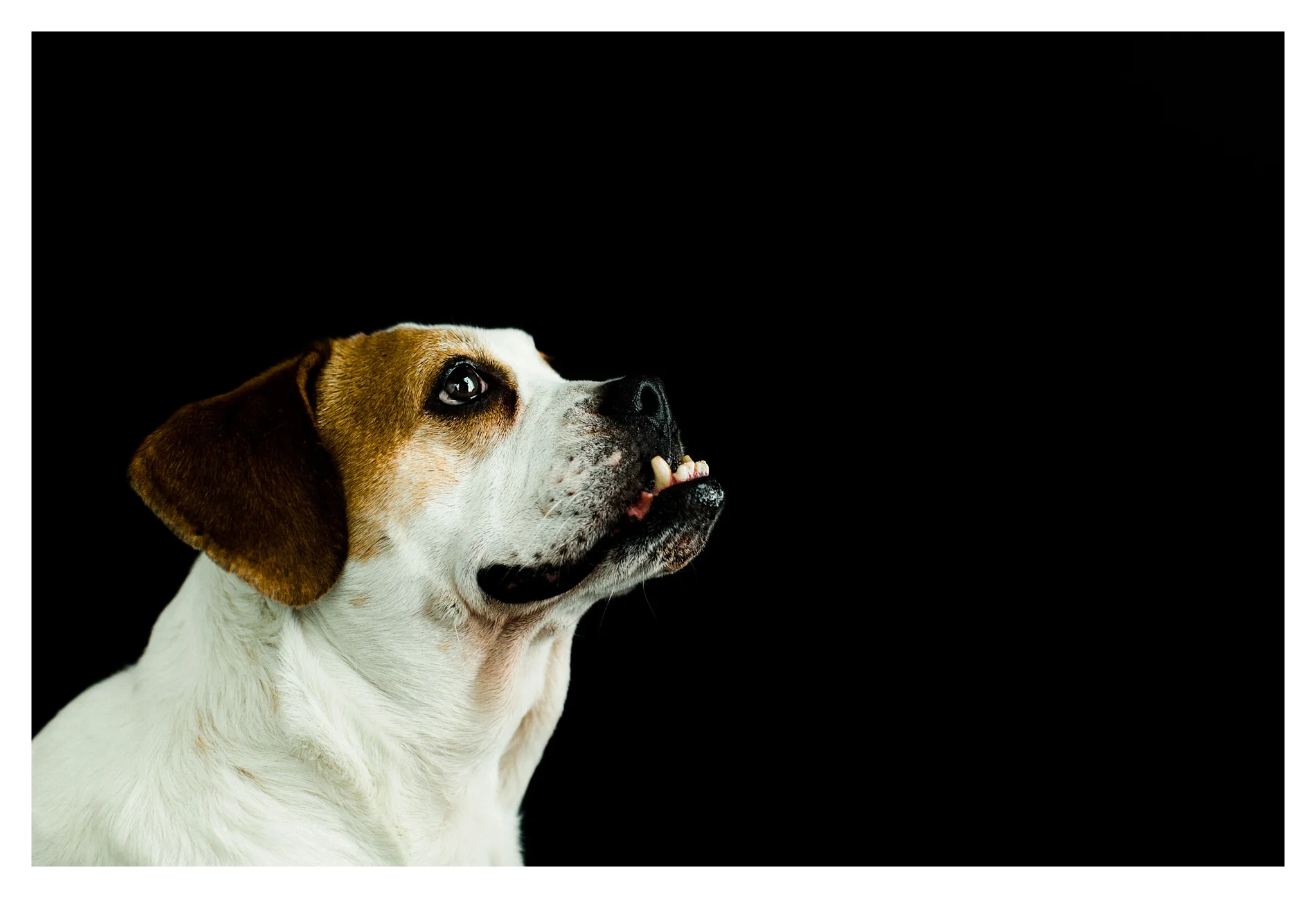 Pet Photography Portland, Oregon Sommessa_2871.jpg