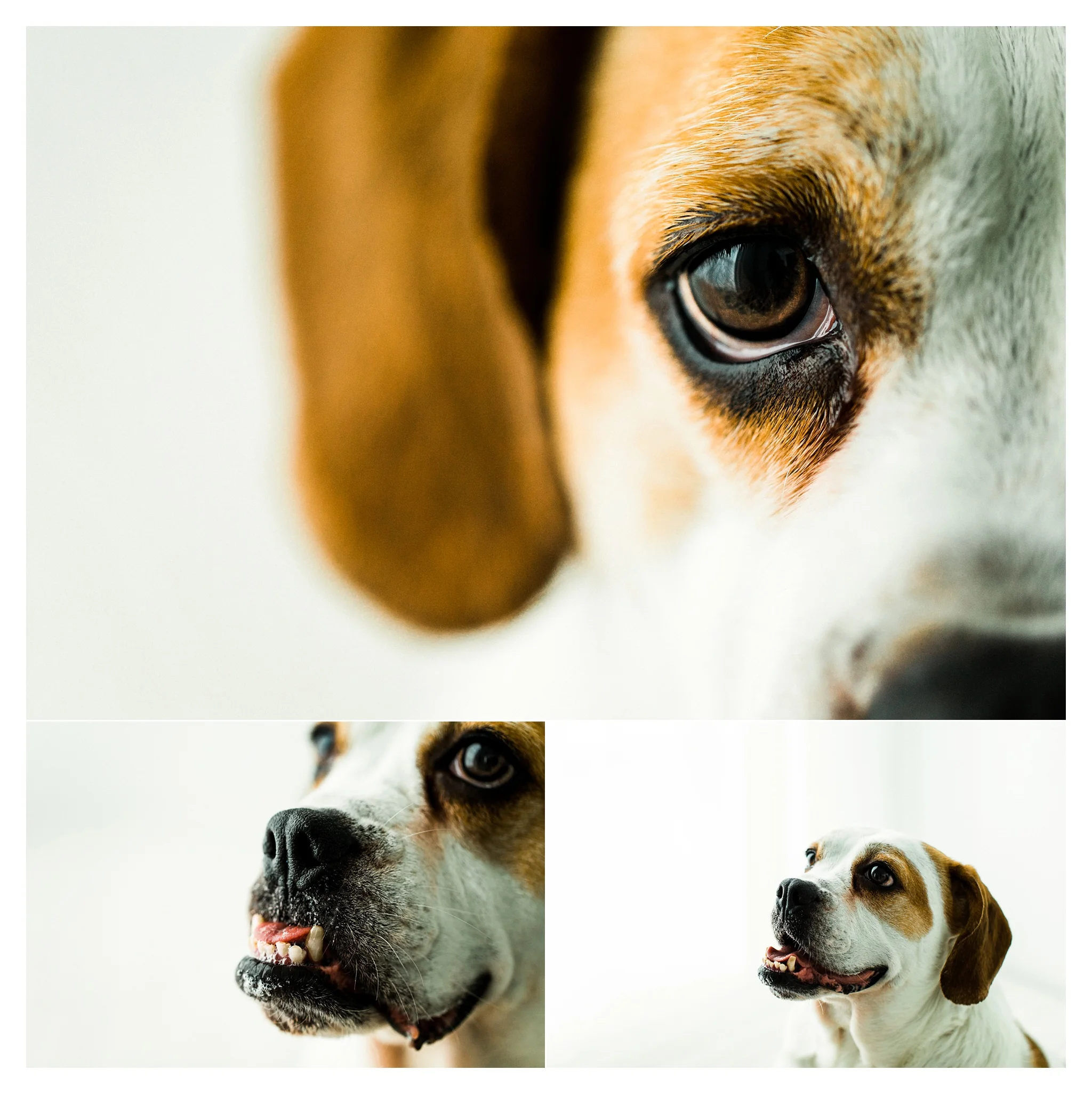 Pet Photography Portland, Oregon Sommessa_2872.jpg