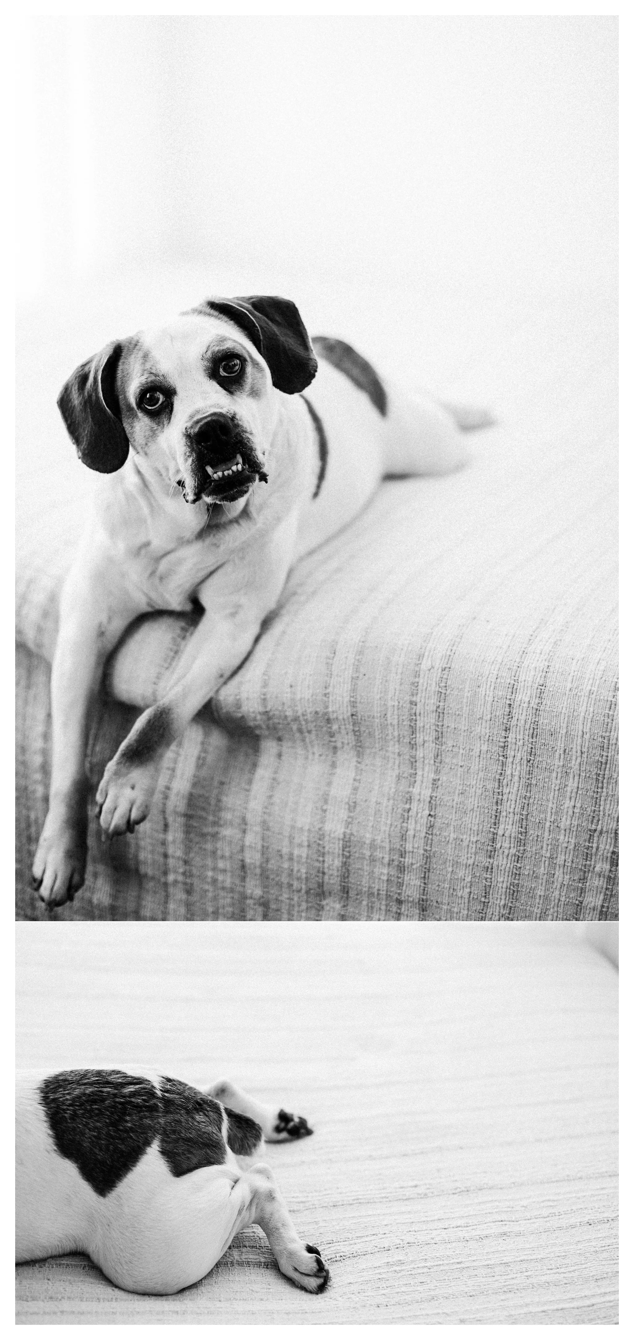 Pet Photography Portland, Oregon Sommessa_2873.jpg