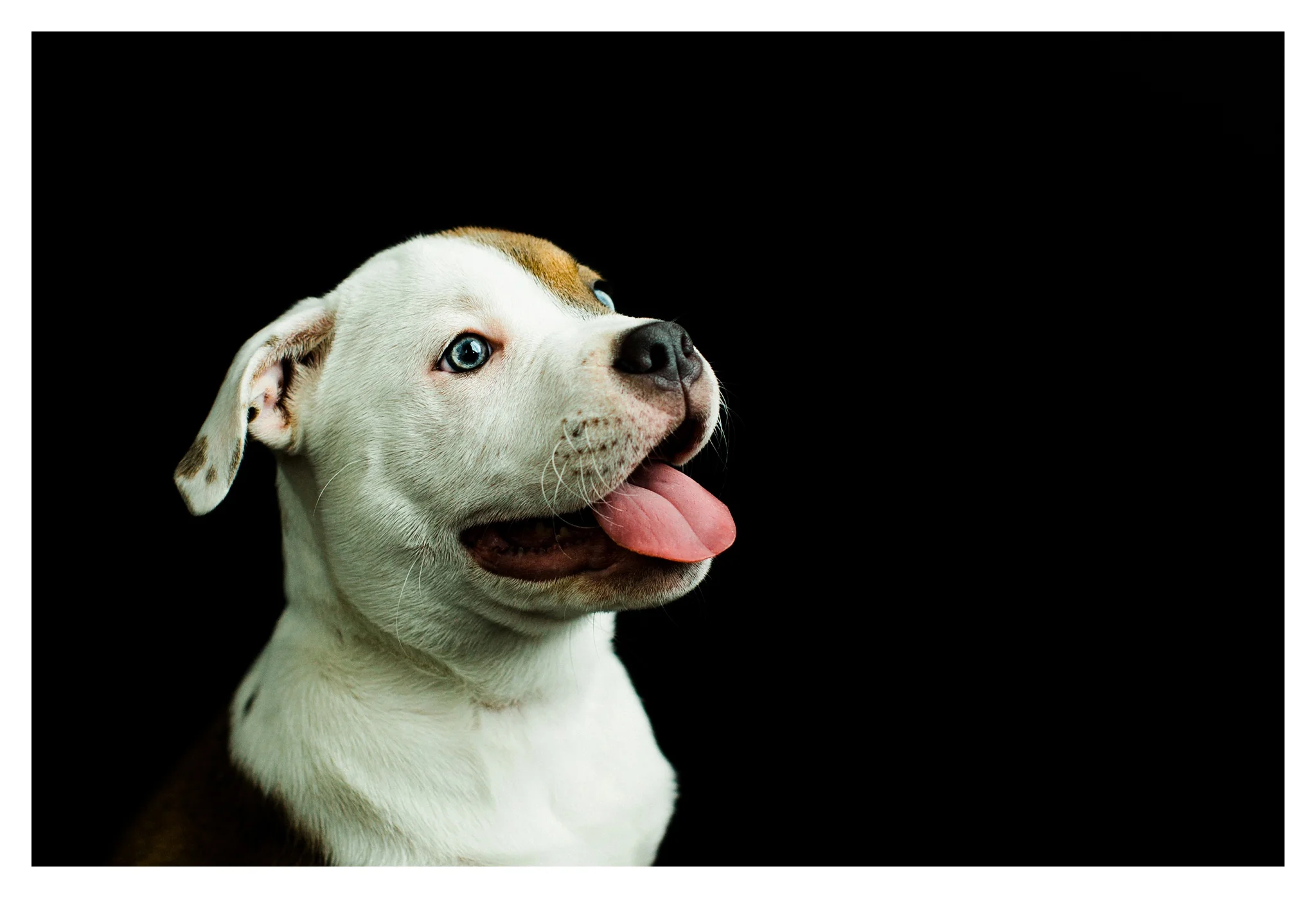 Pet Photographer in Portland, Oregon_3126.jpg