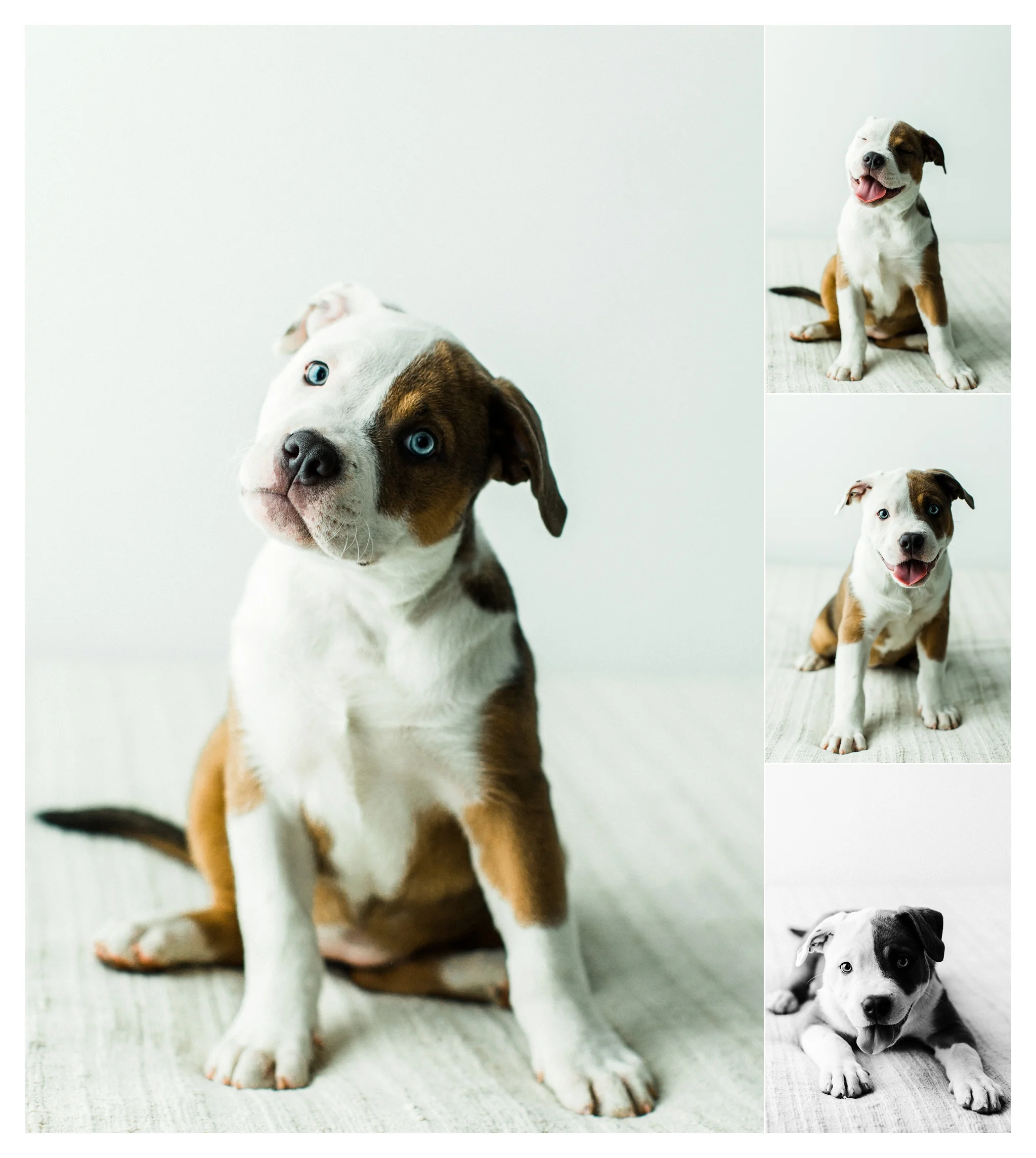 Pet Photographer in Portland, Oregon_3127.jpg