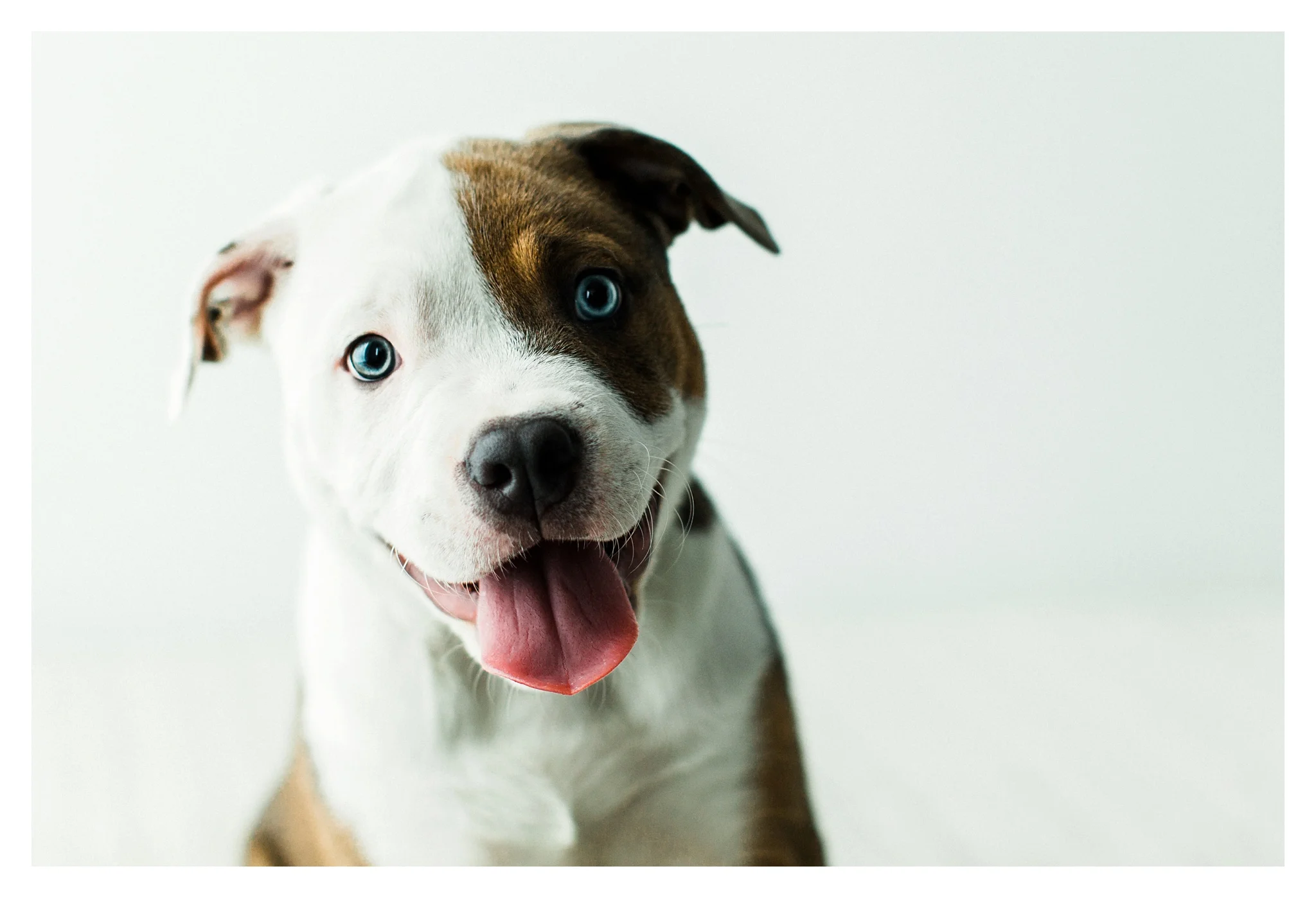 Pet Photographer in Portland, Oregon_3128.jpg