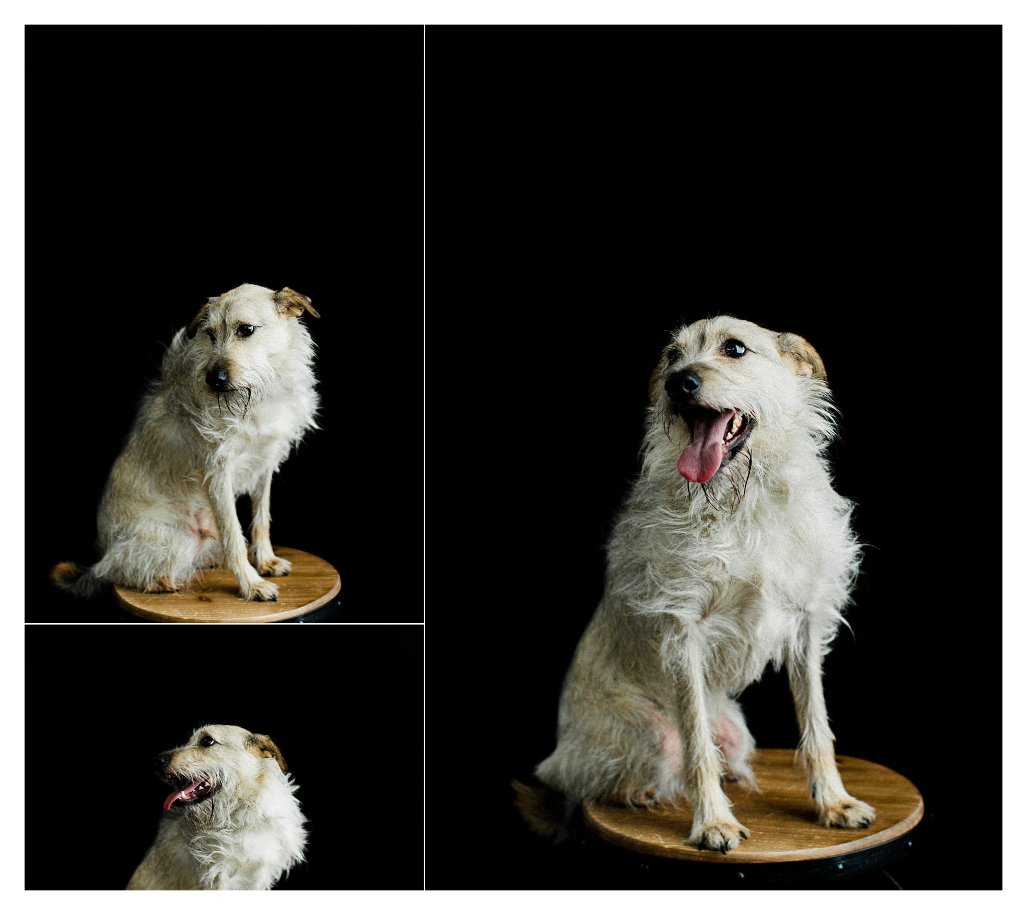 Pet Photography Portland, Oregon_3176.jpg