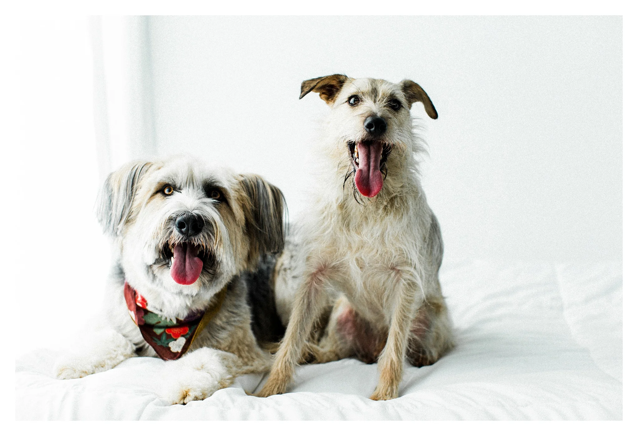 Pet Photography Portland, Oregon_3175.jpg