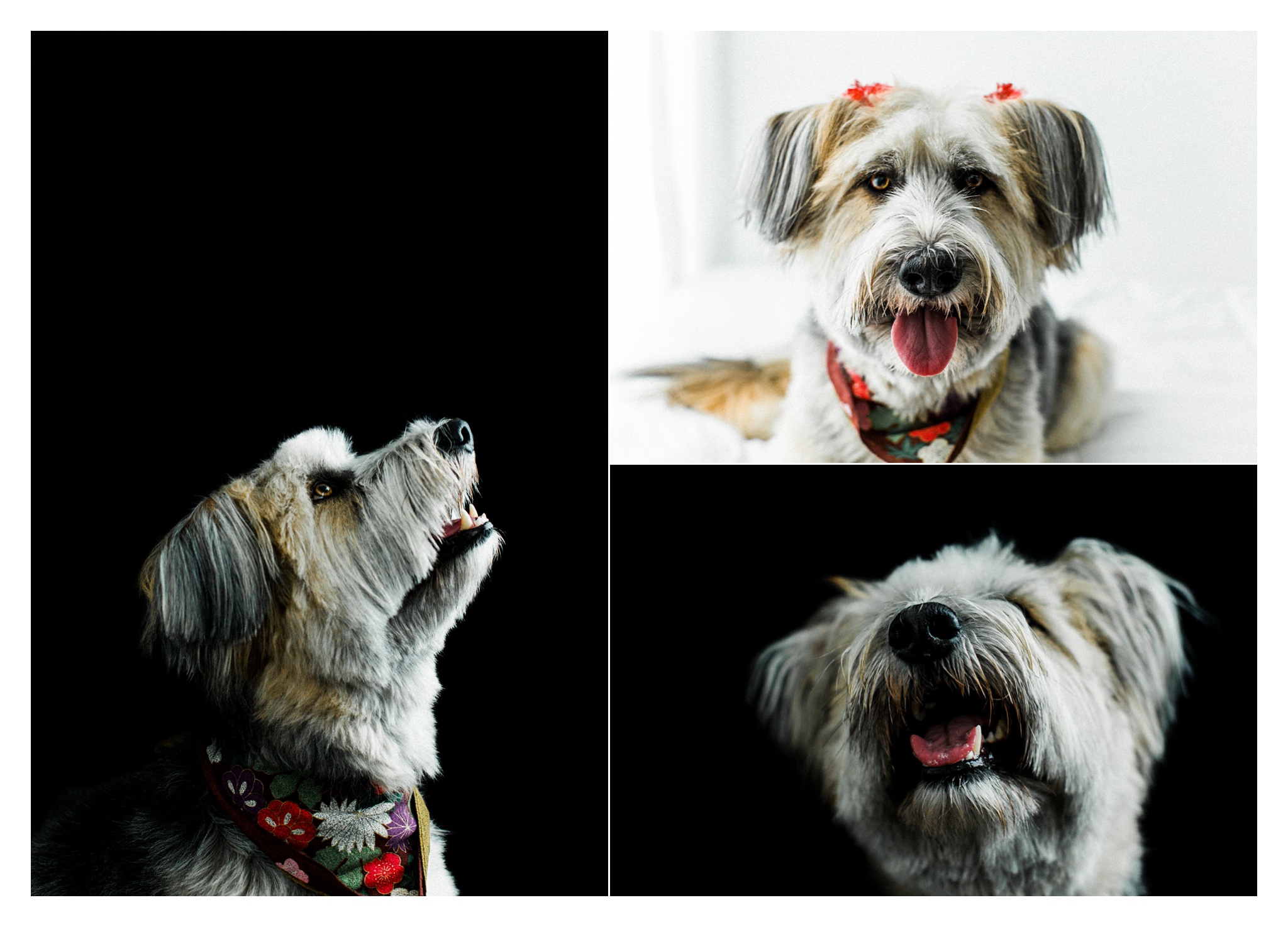Pet Photography Portland, Oregon_3177.jpg