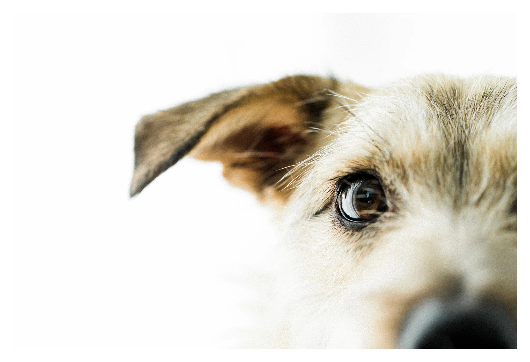 Pet Photography Portland, Oregon_3179.jpg