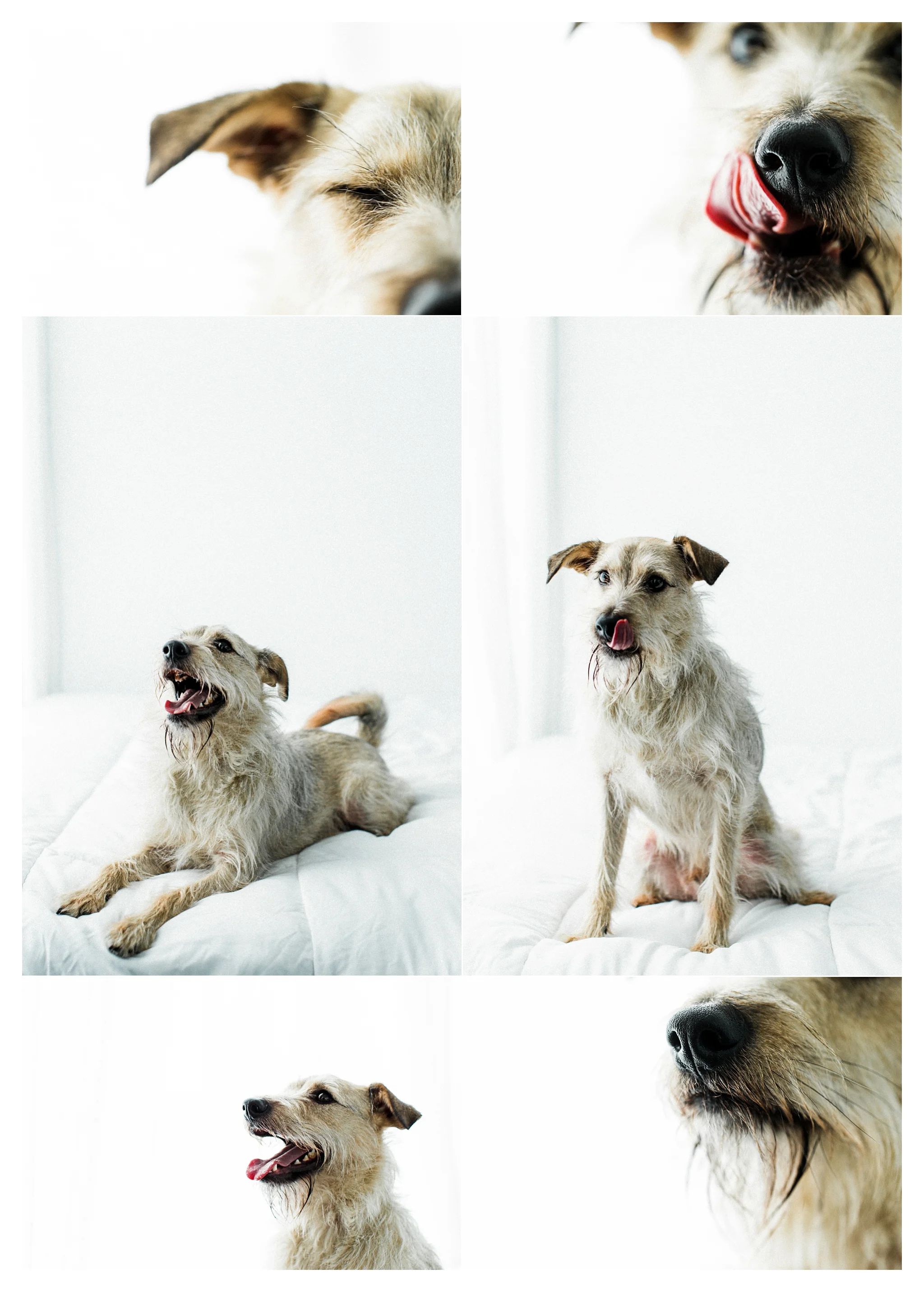 Pet Photography Portland, Oregon_3178.jpg