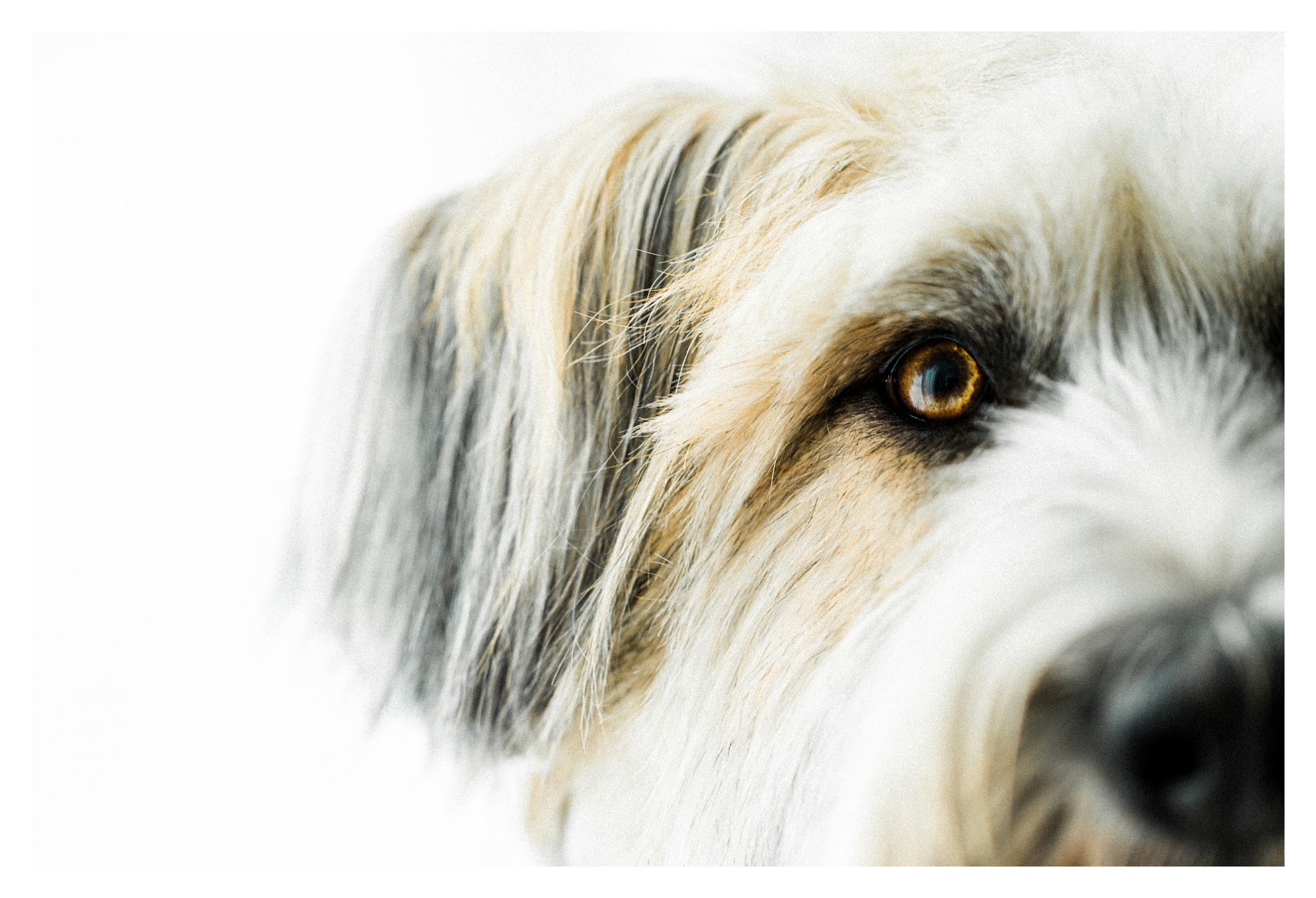 Pet Photography Portland, Oregon_3180.jpg