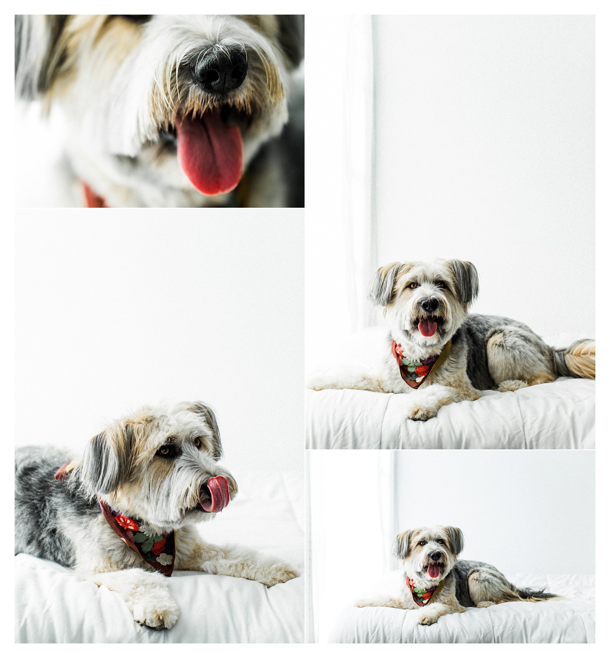 Pet Photography Portland, Oregon_3181.jpg