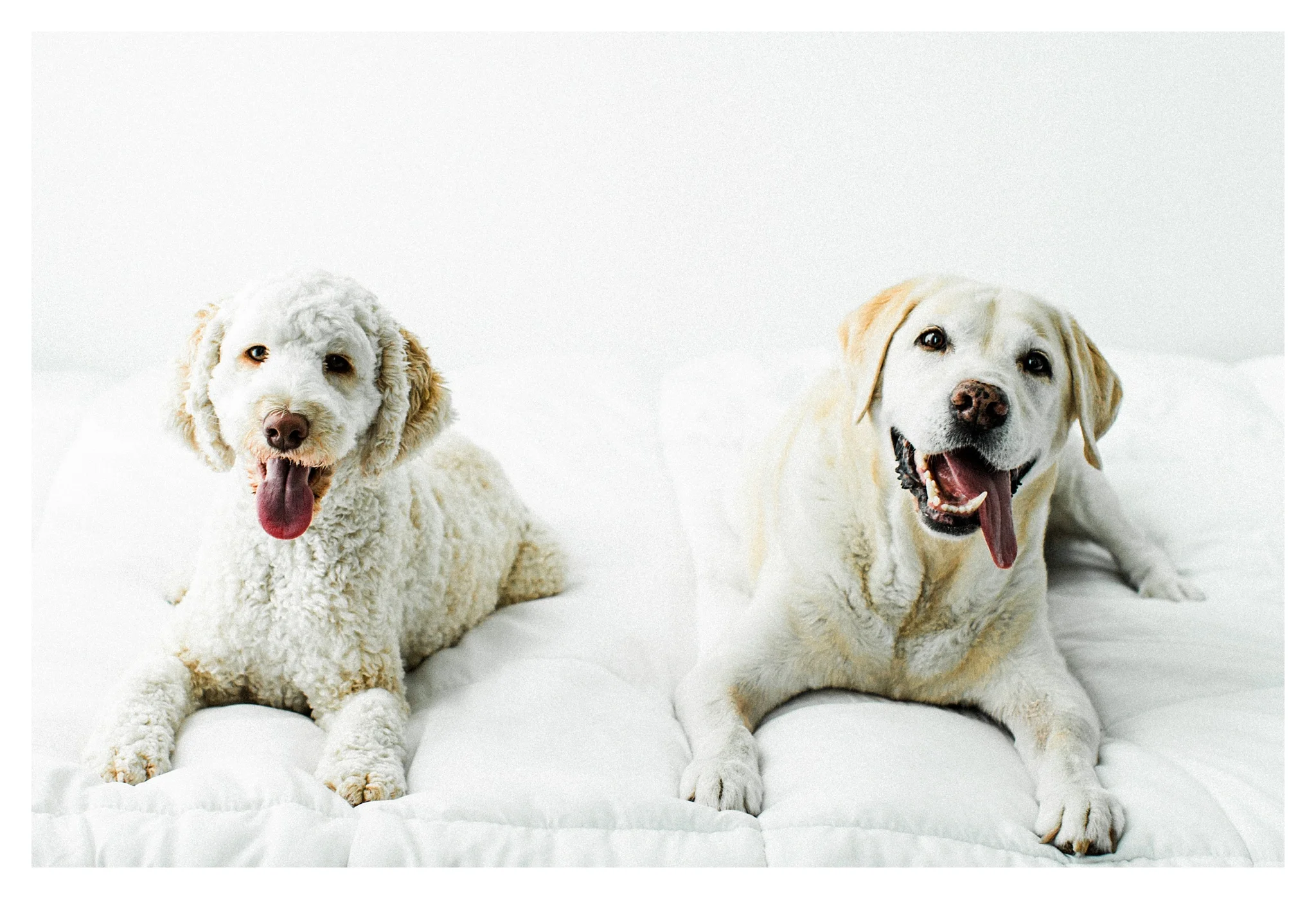 Pet Photography Portland, Oregon_3182.jpg