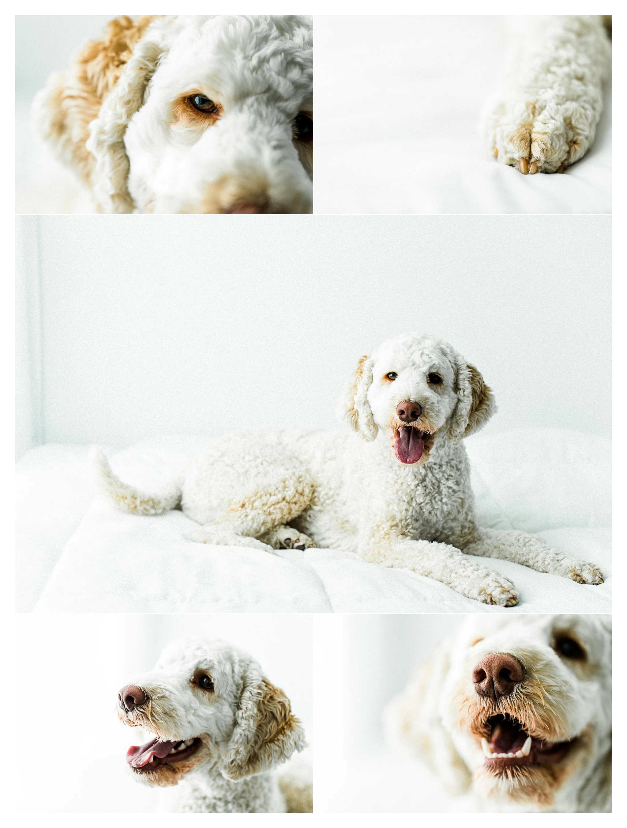 Pet Photography Portland, Oregon_3183.jpg