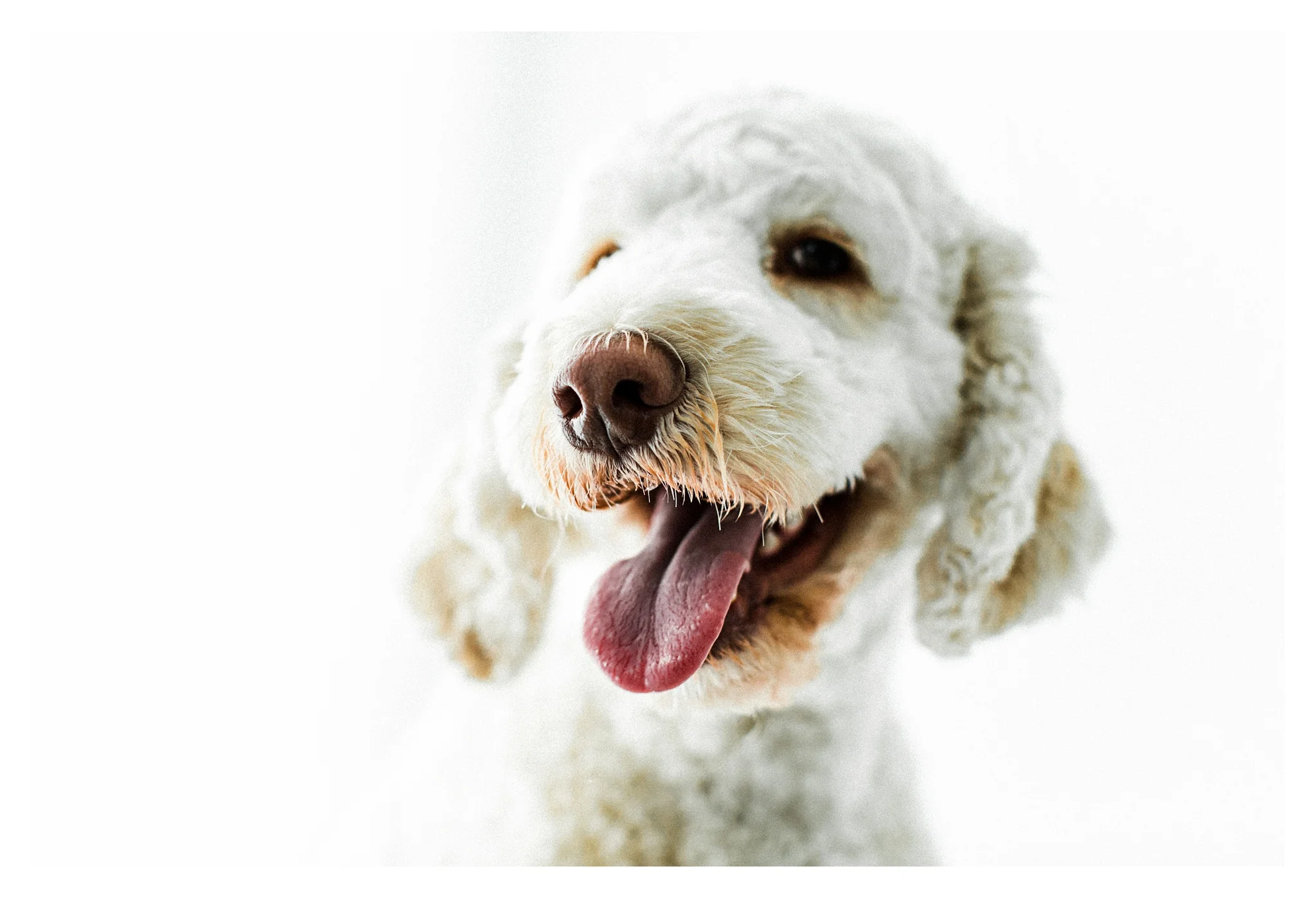 Pet Photography Portland, Oregon_3184.jpg