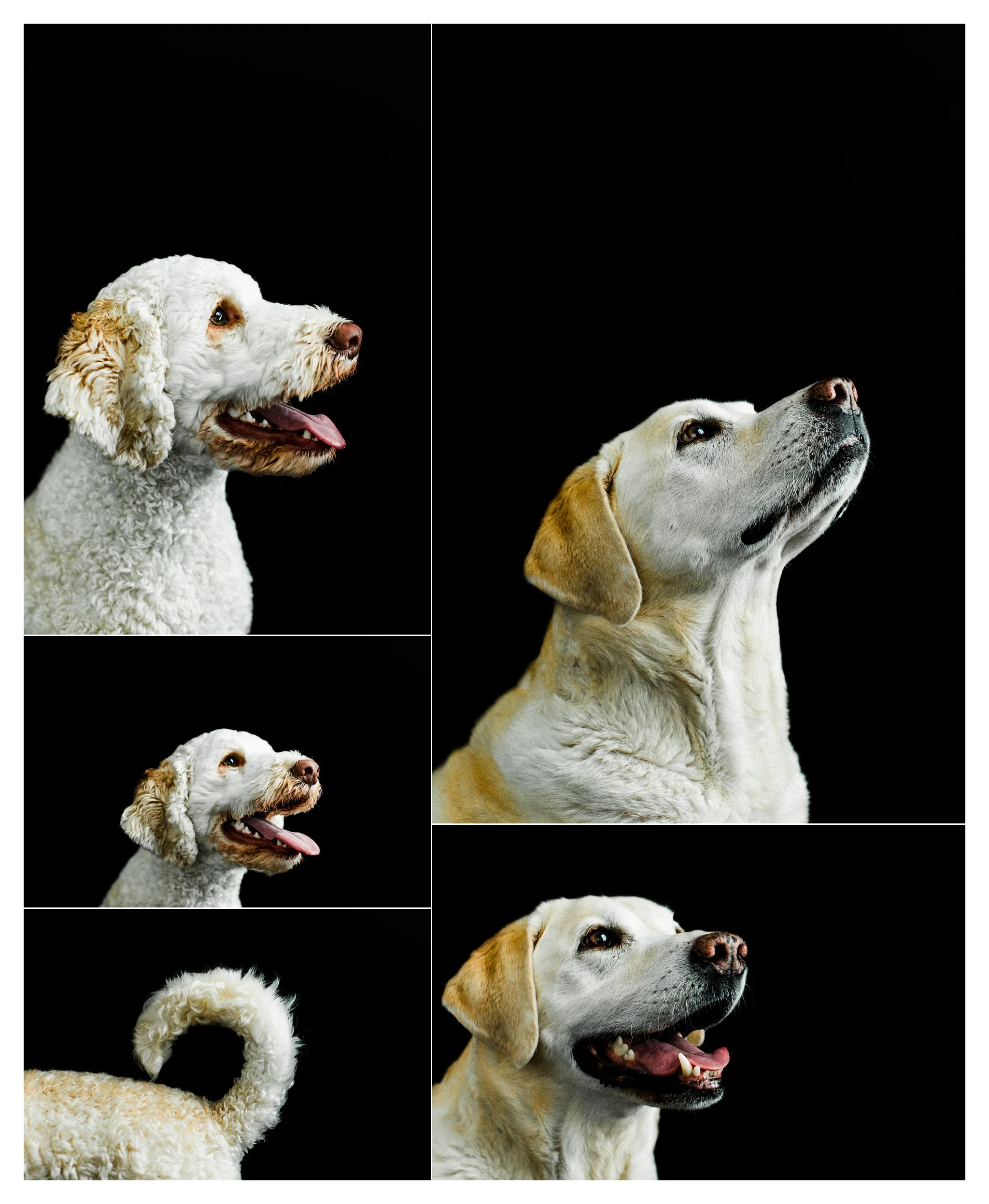 Pet Photography Portland, Oregon_3186.jpg
