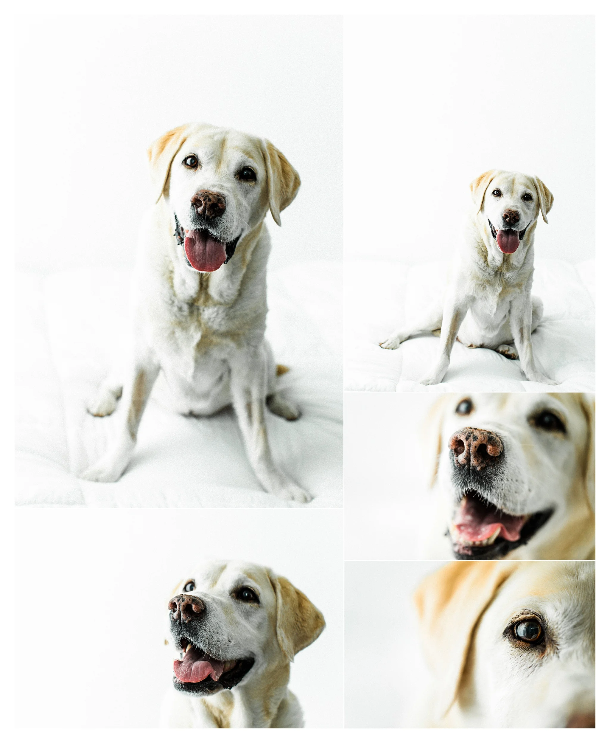 Pet Photography Portland, Oregon_3185.jpg