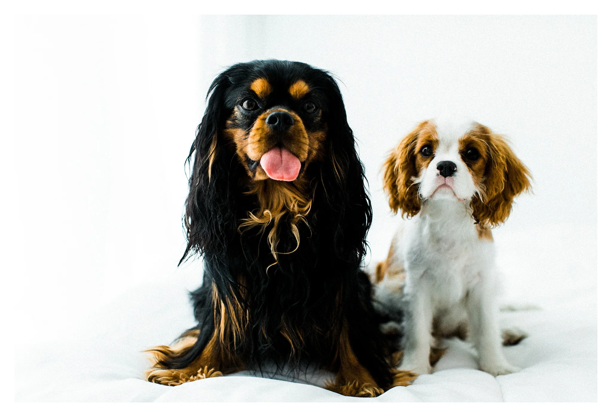 Pet Photography Portland, Oregon_3187.jpg