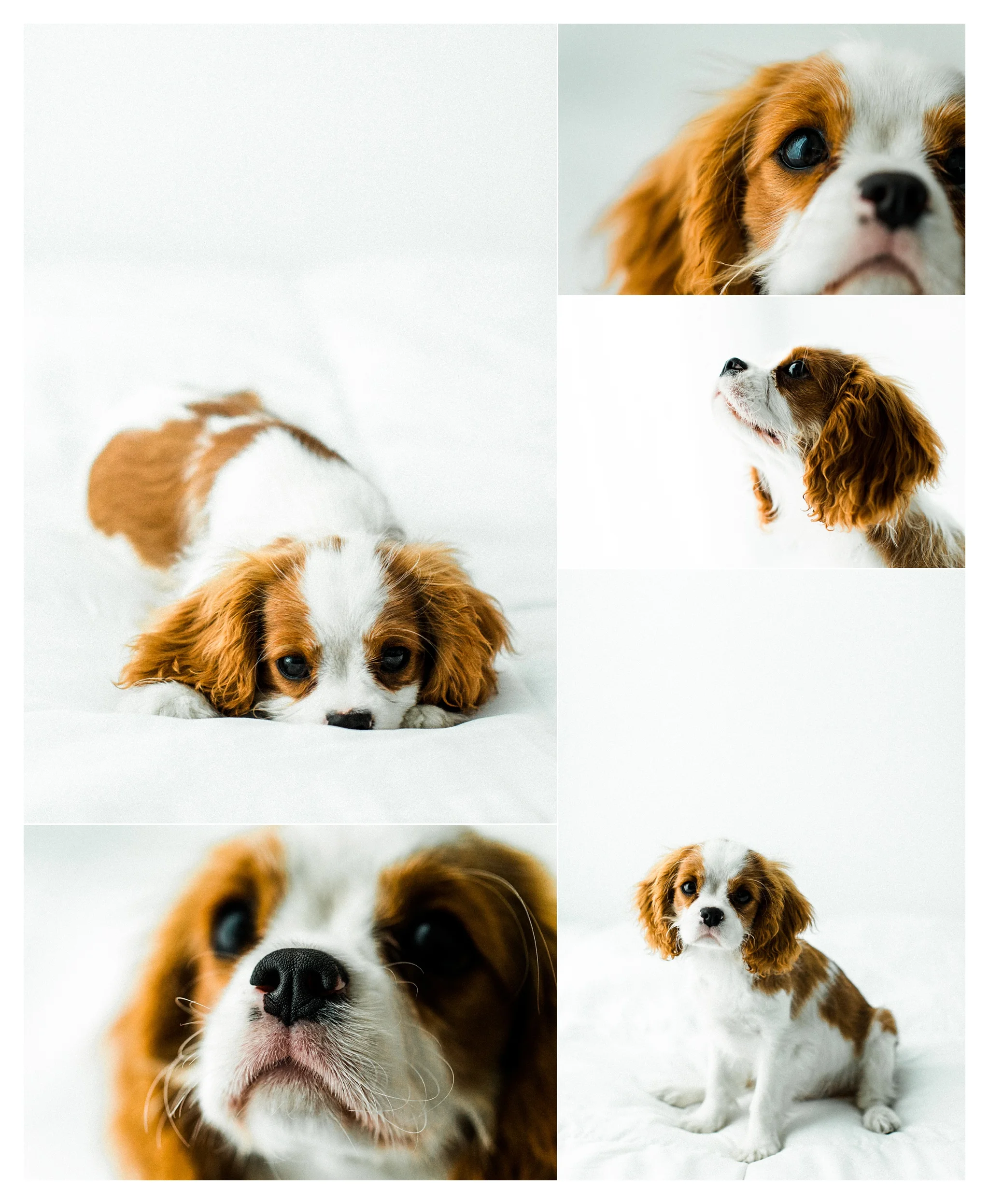 Pet Photography Portland, Oregon_3188.jpg